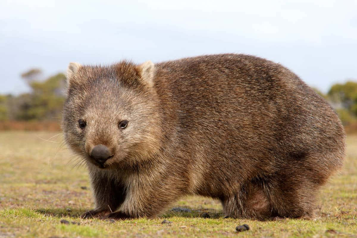 Wombatin Natural Habitat.jpg Background