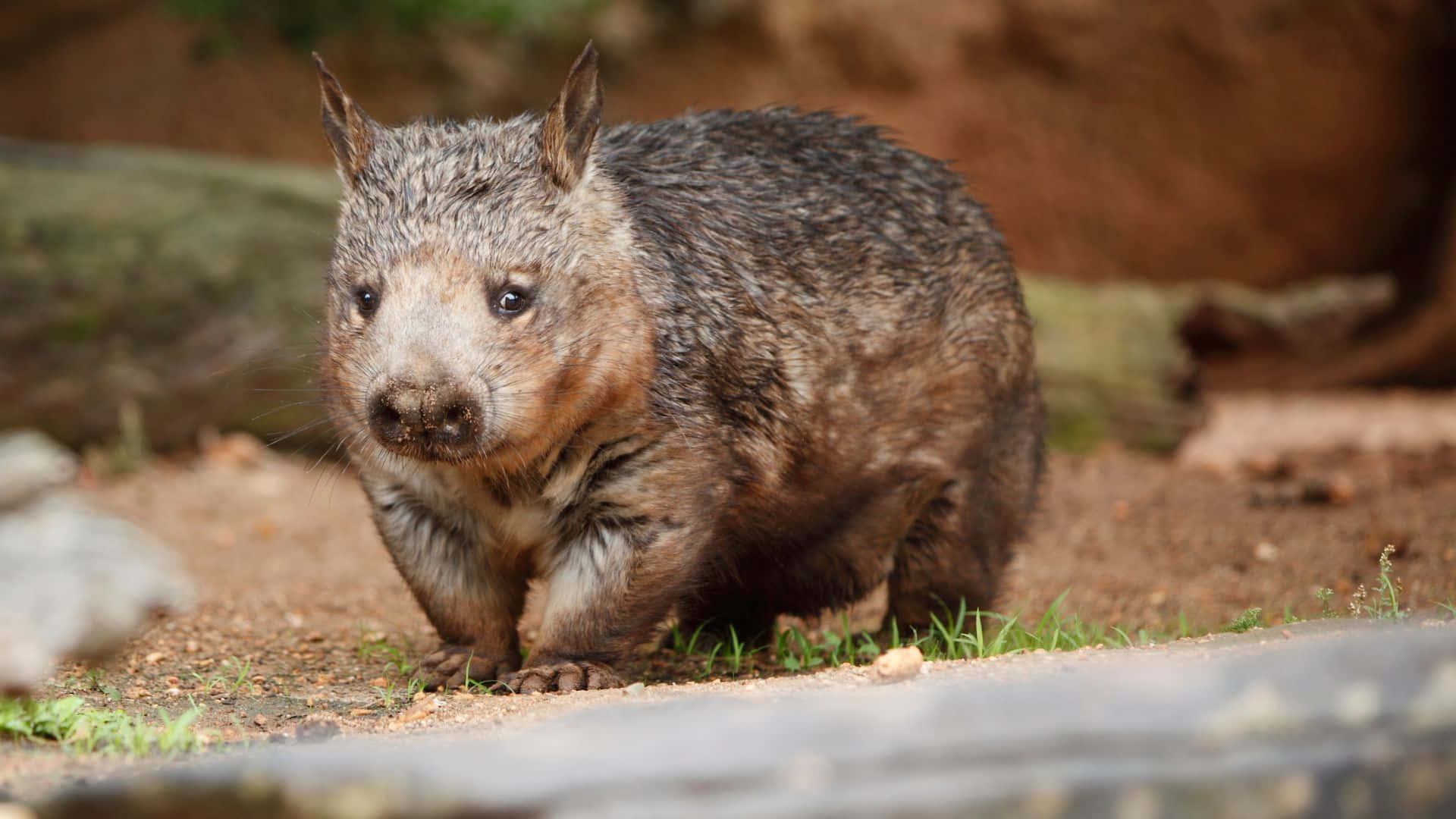 Wombatin Natural Habitat.jpg