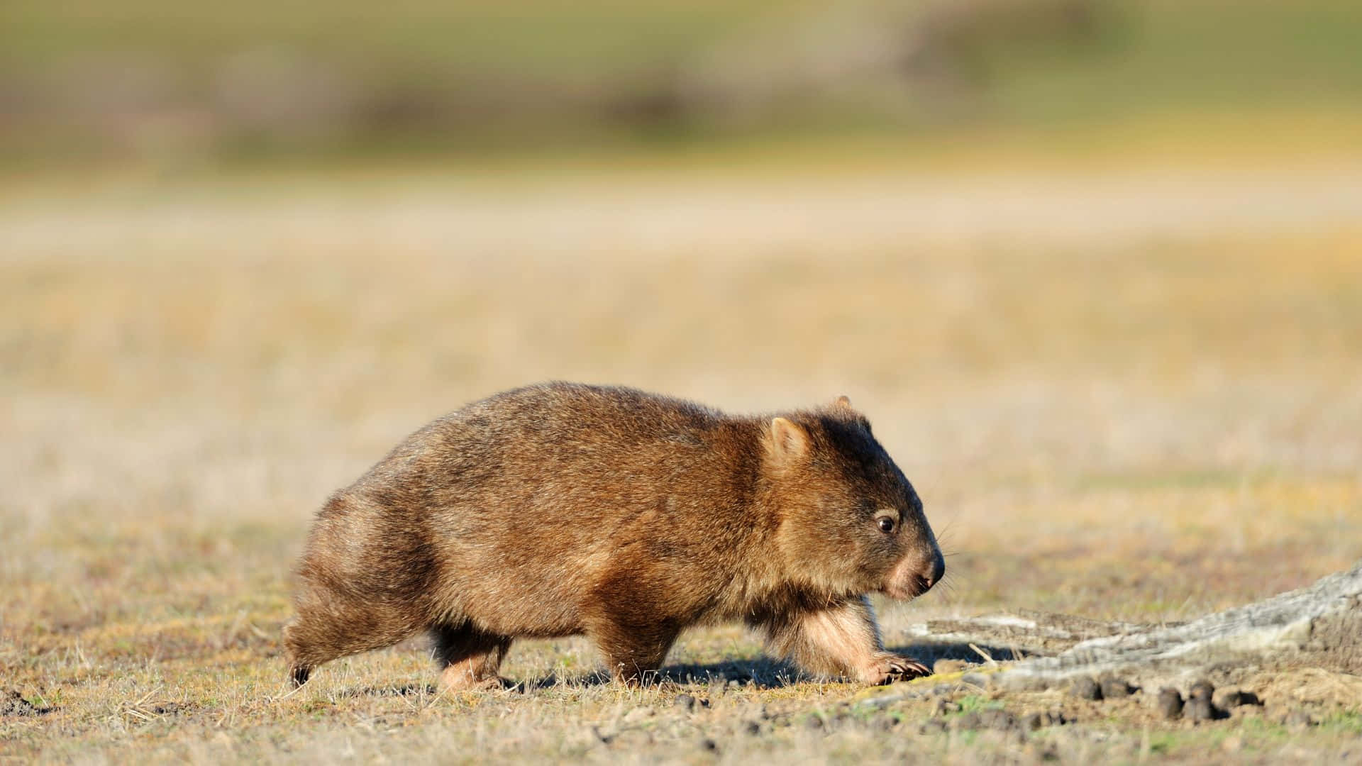 Wombatin Natural Habitat.jpg