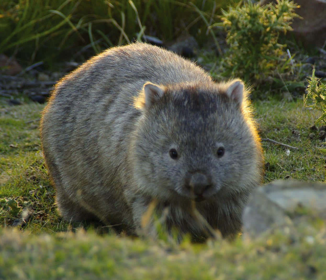 Wombatin Natural Habitat.jpg Background