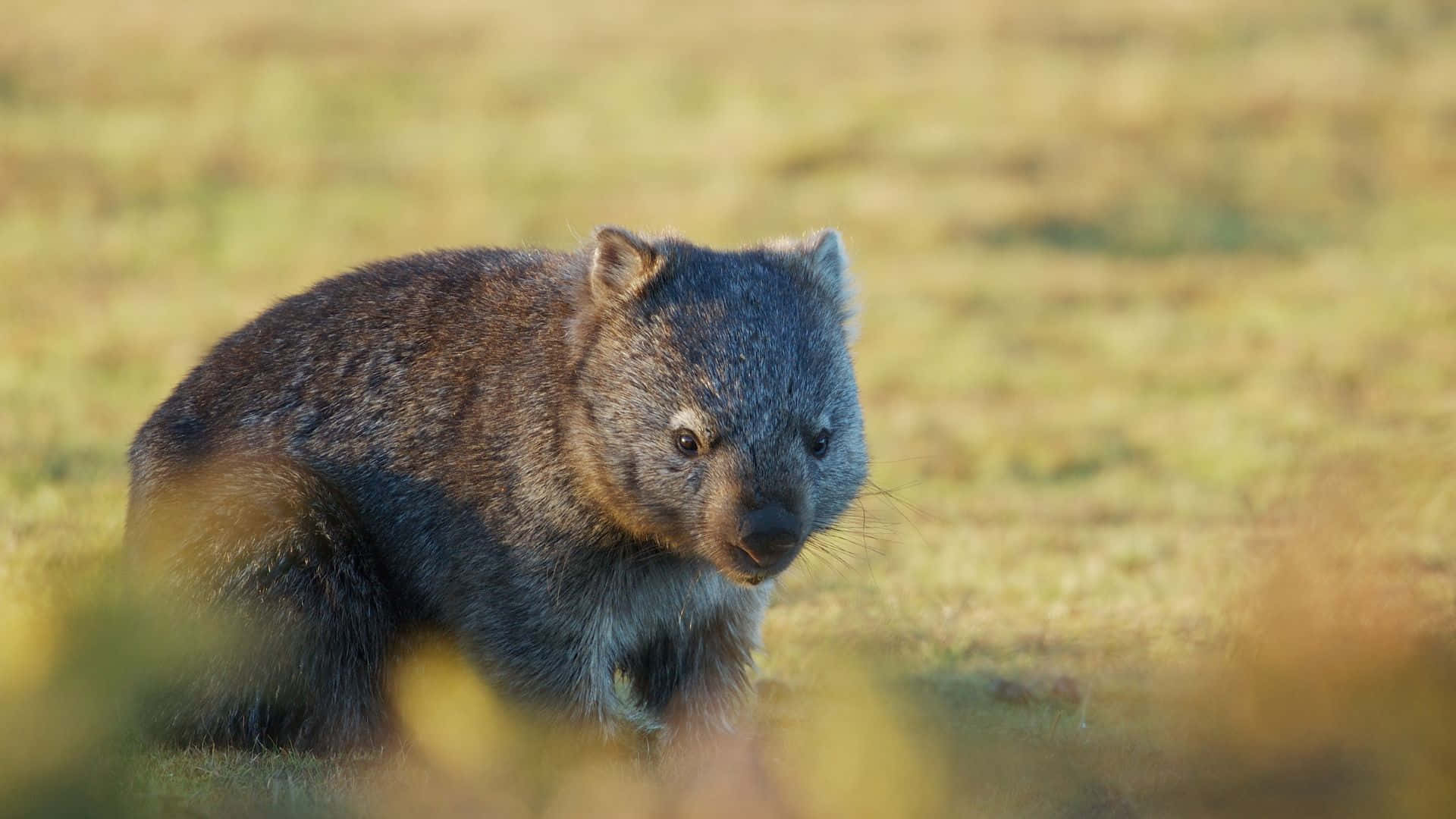 Wombatin Natural Habitat Background