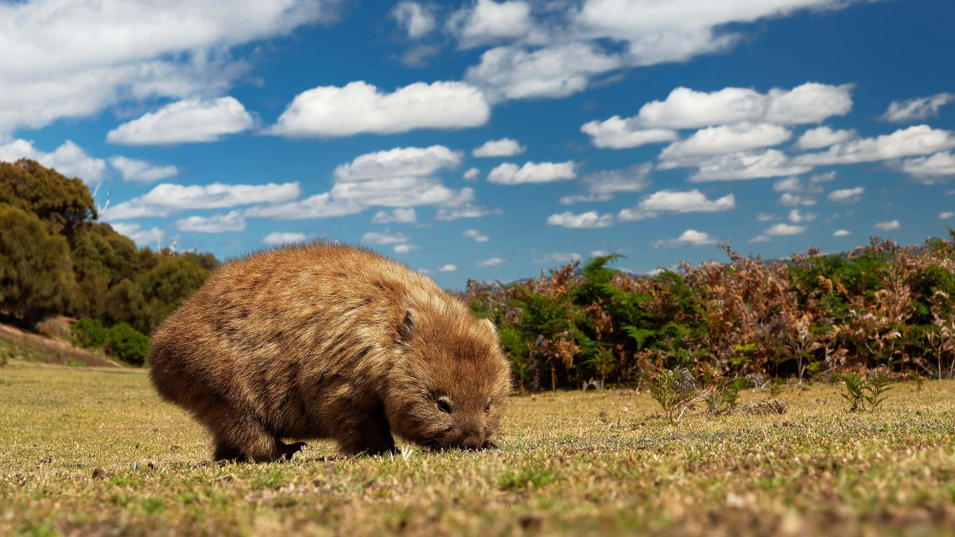 Wombatin Natural Habitat Background