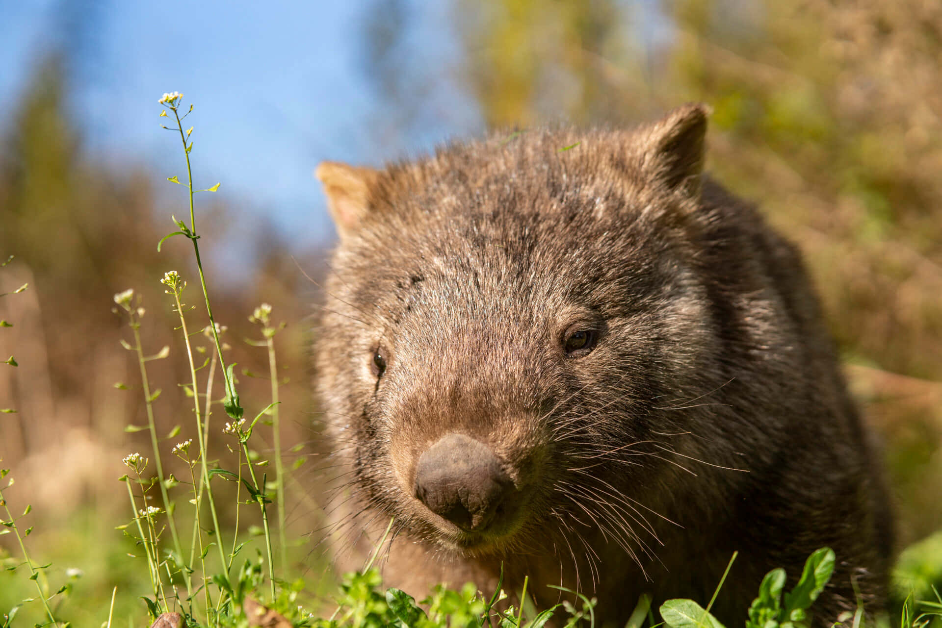 Wombatin Nature.jpg Background