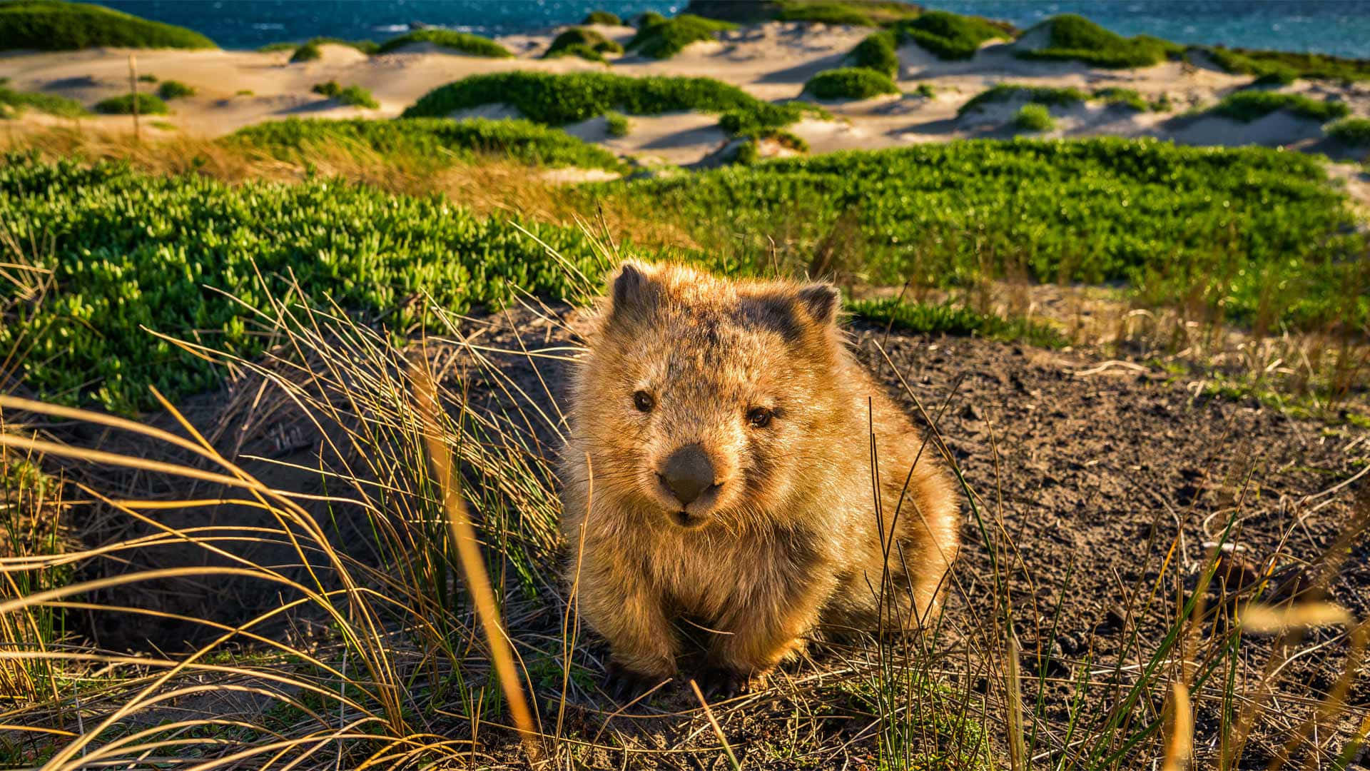 Wombatin Sand Dunes