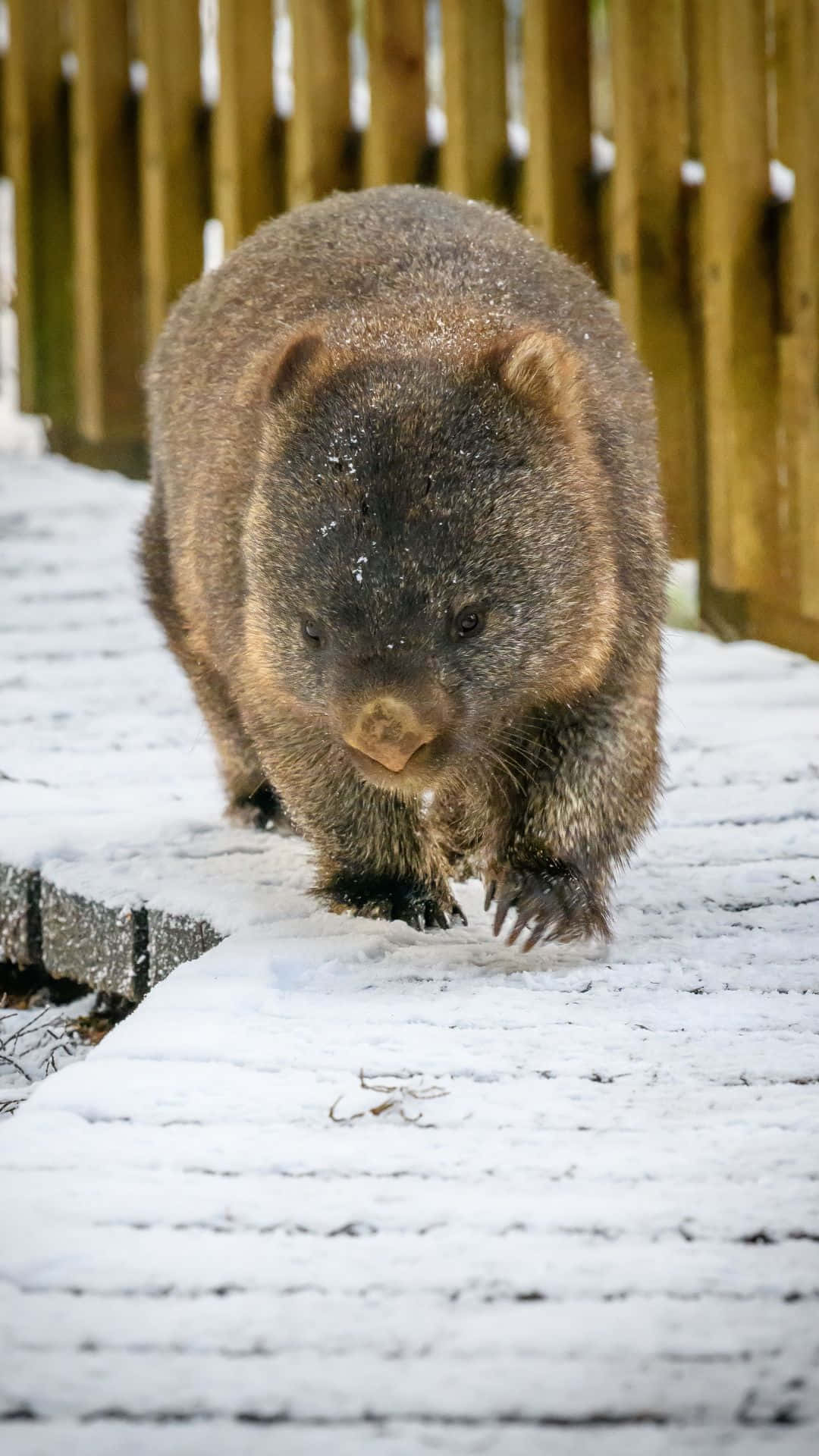 Wombatin Snow Background