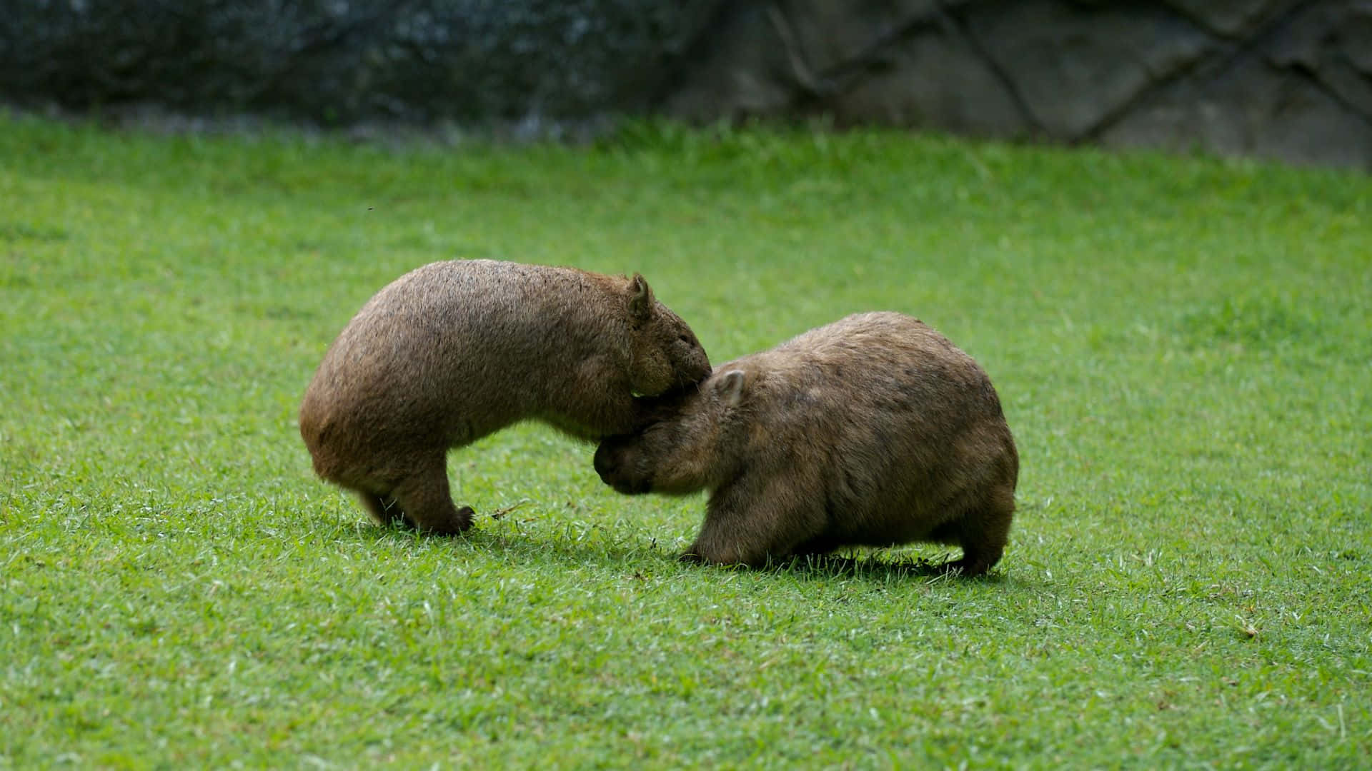 Wombats Greetingin Grassland Background