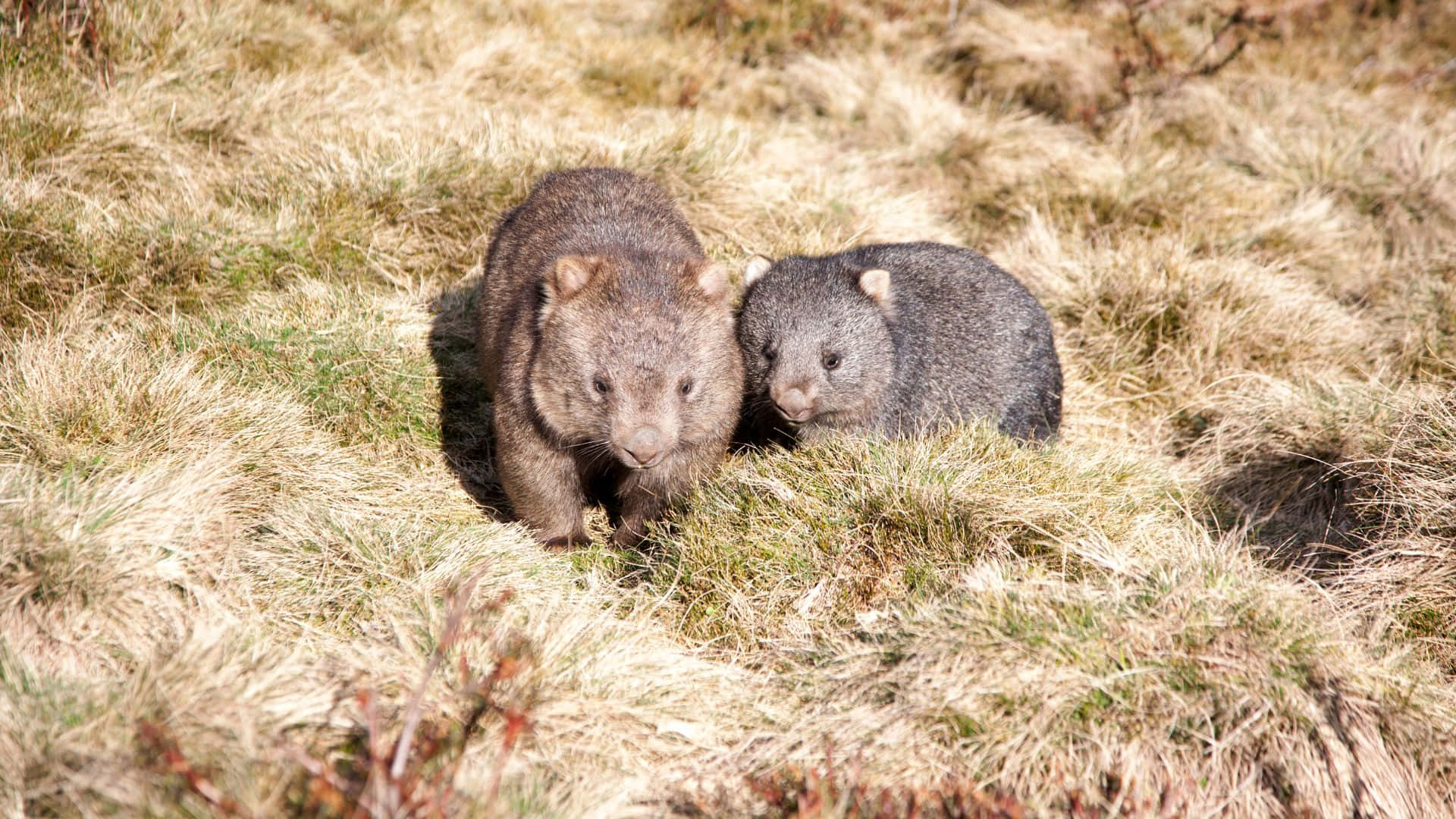 Wombatsin Nature.jpg Background