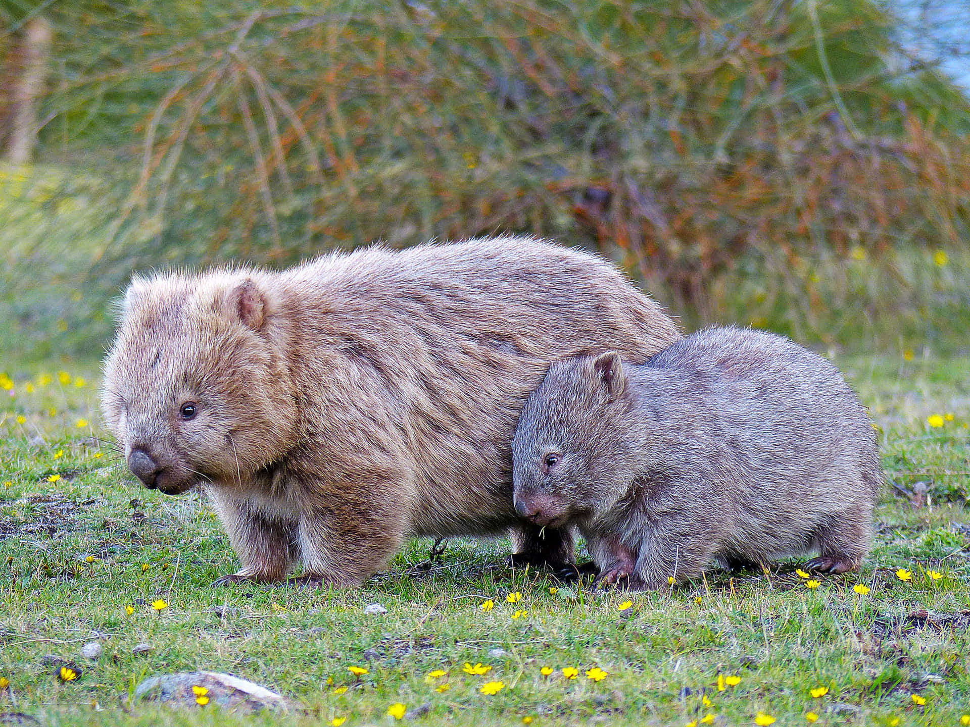 Wombatsin Nature.jpg