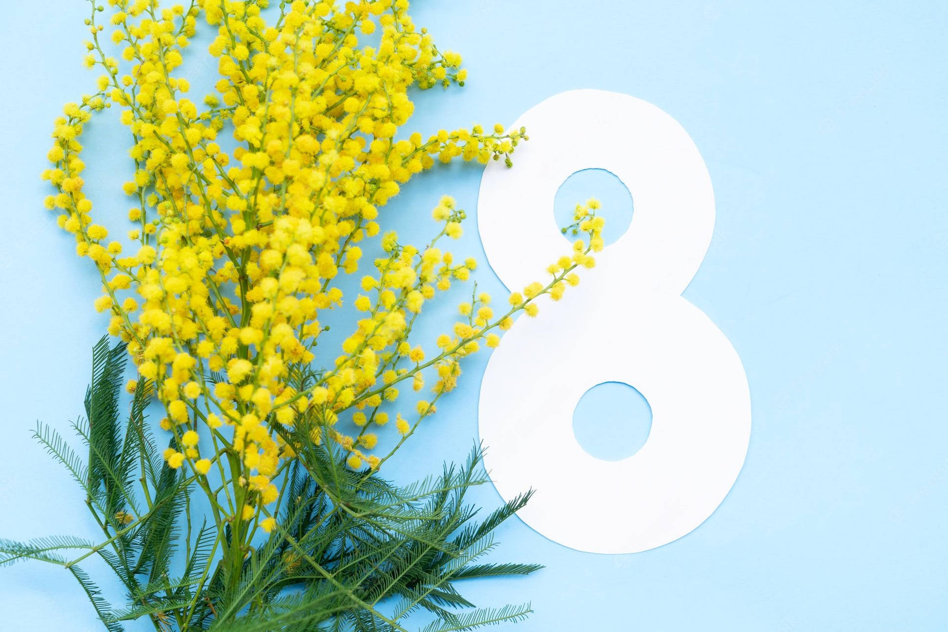 Women's Month Mimosa Flowers Background