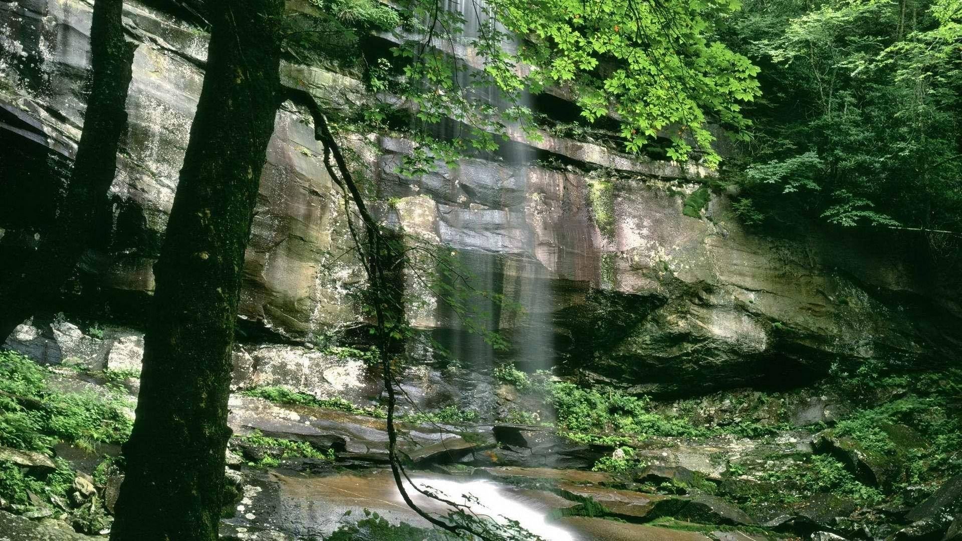 Wonder In The Great Smoky Mountains Background