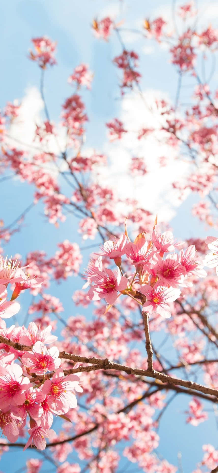 Wonderful Aesthetic Cherry Blossom Background