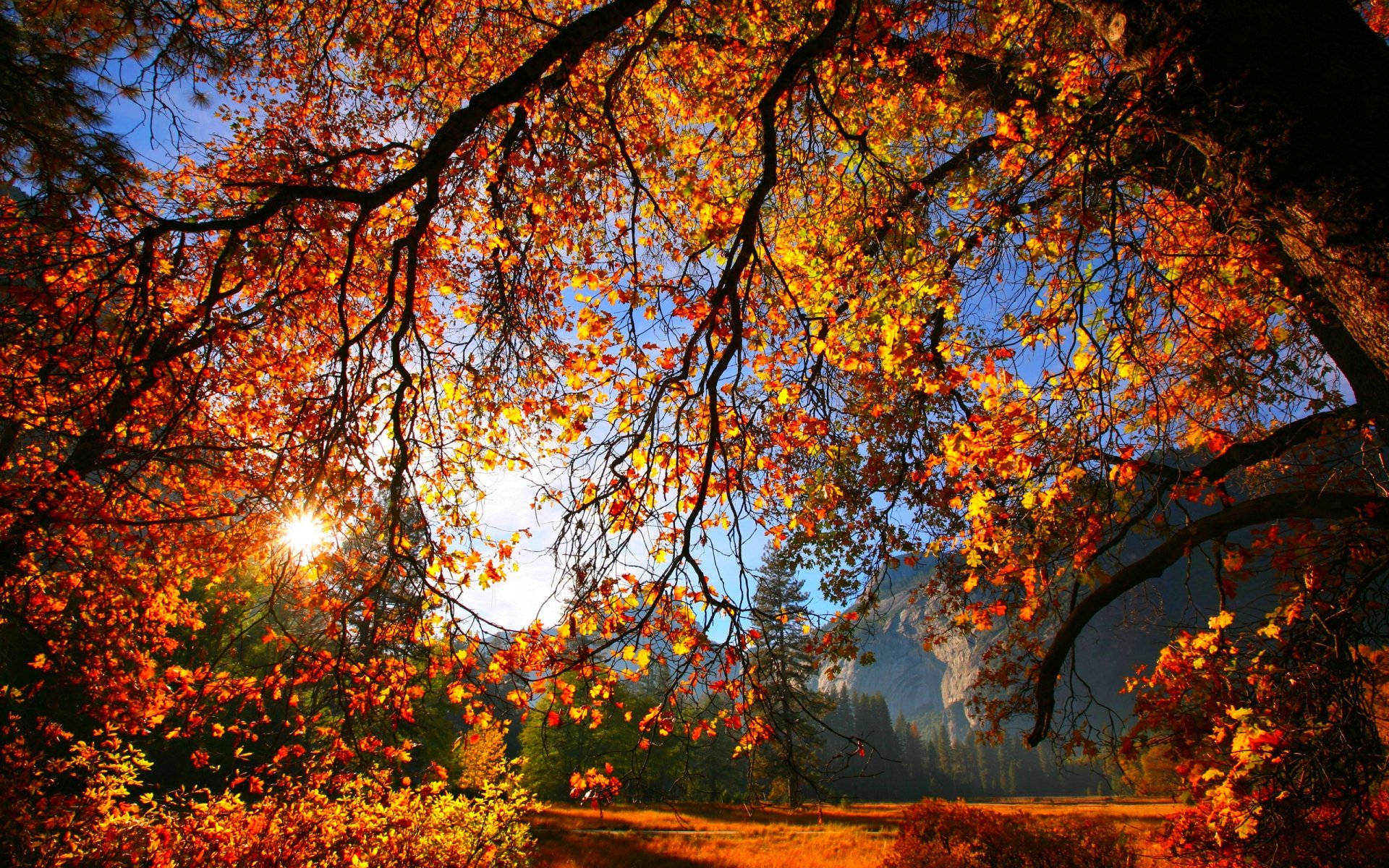 Wonderful Autumn Season Background