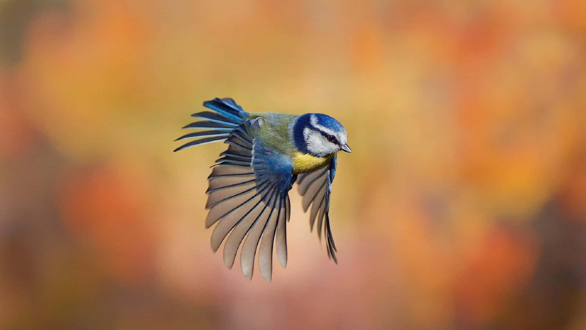 Wonderful Blue Bird Flying Background