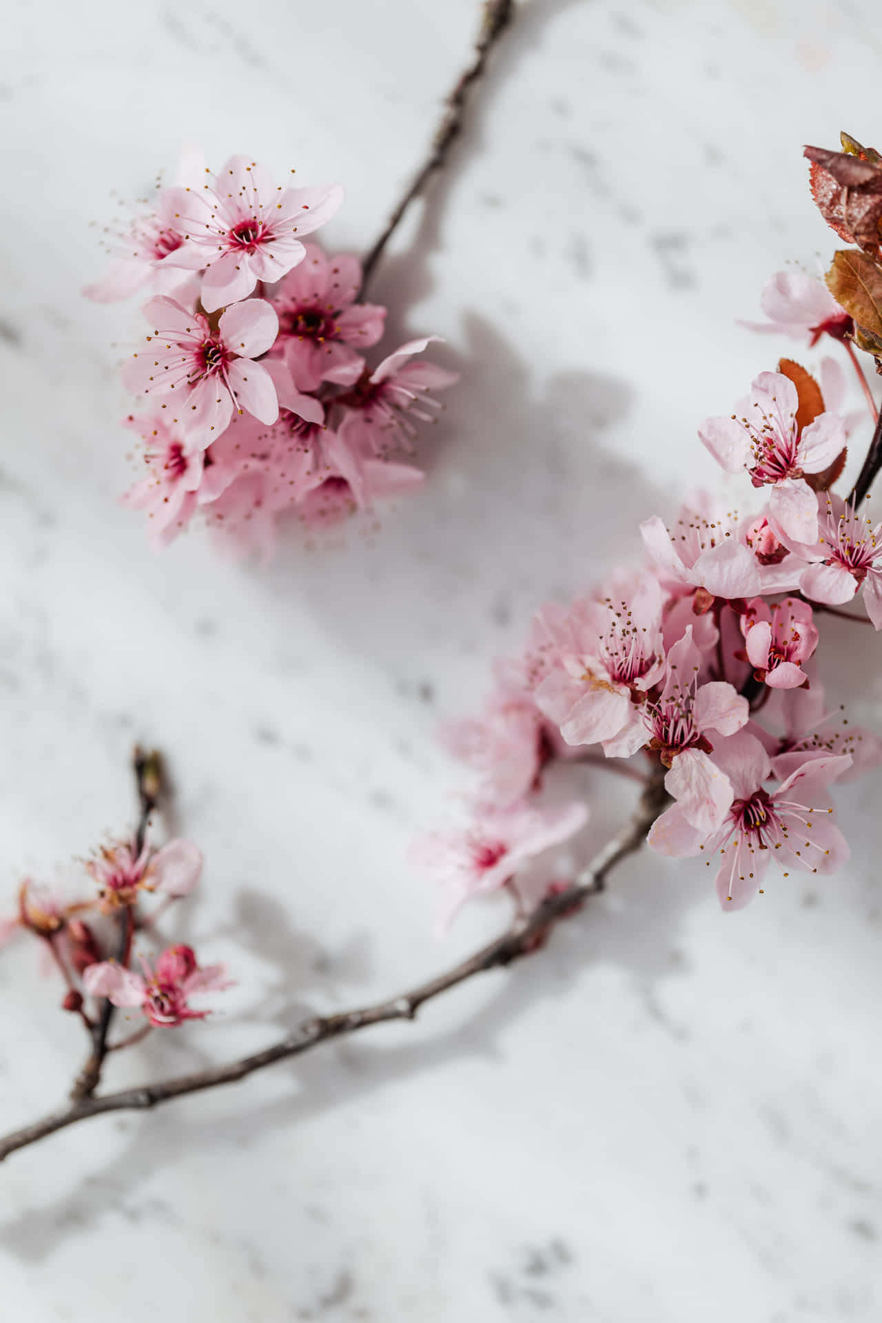 Wonderful Cherry Blossoms Background
