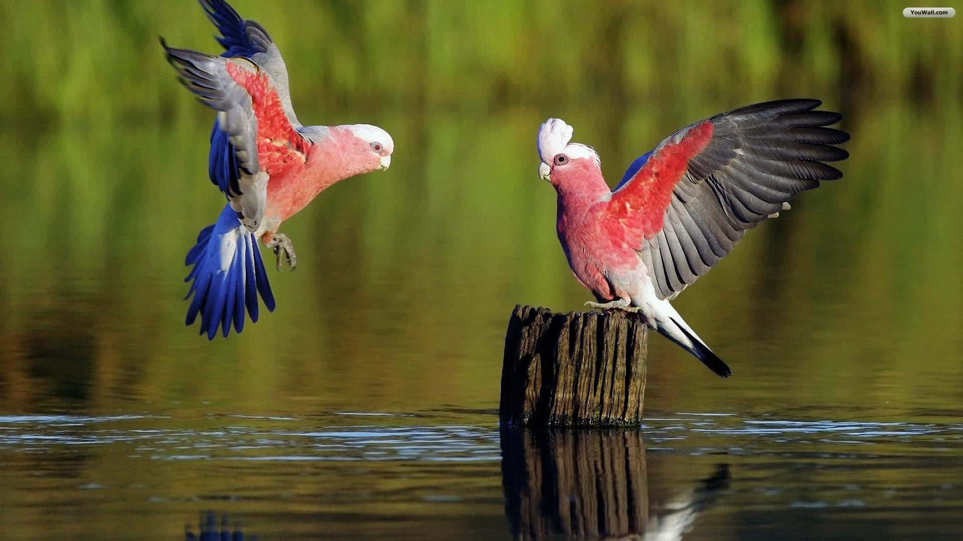Wonderful Orange Birds Background
