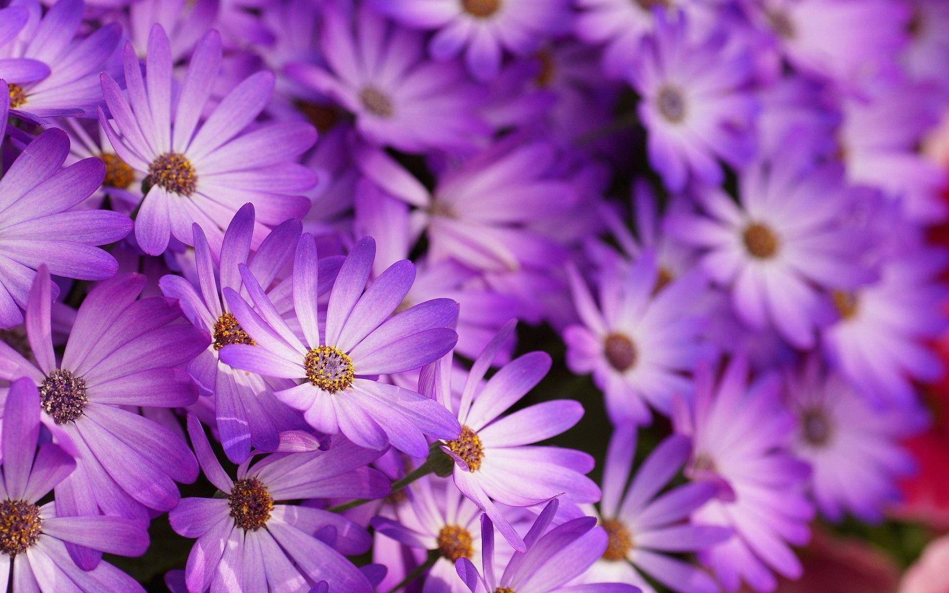 Wonderful Pattern Of Purple Flower Desktop