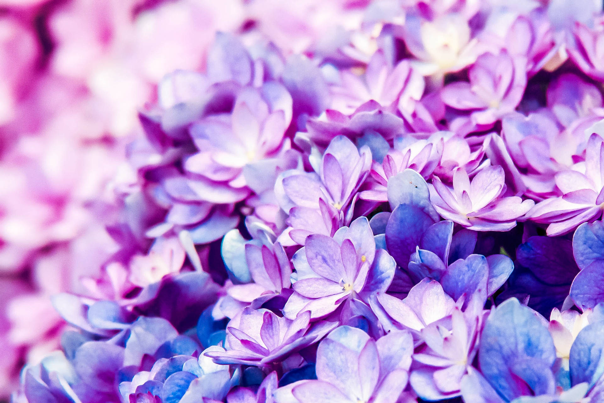 Wonderful Pattern Of Purple Flower Desktop Background