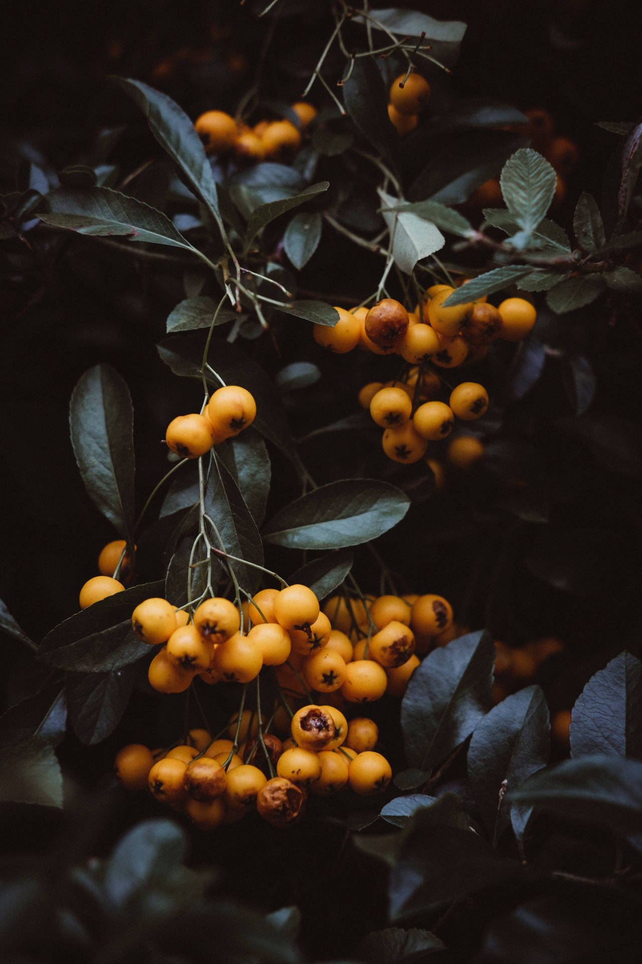 Wonderful Persimmon Tree Background