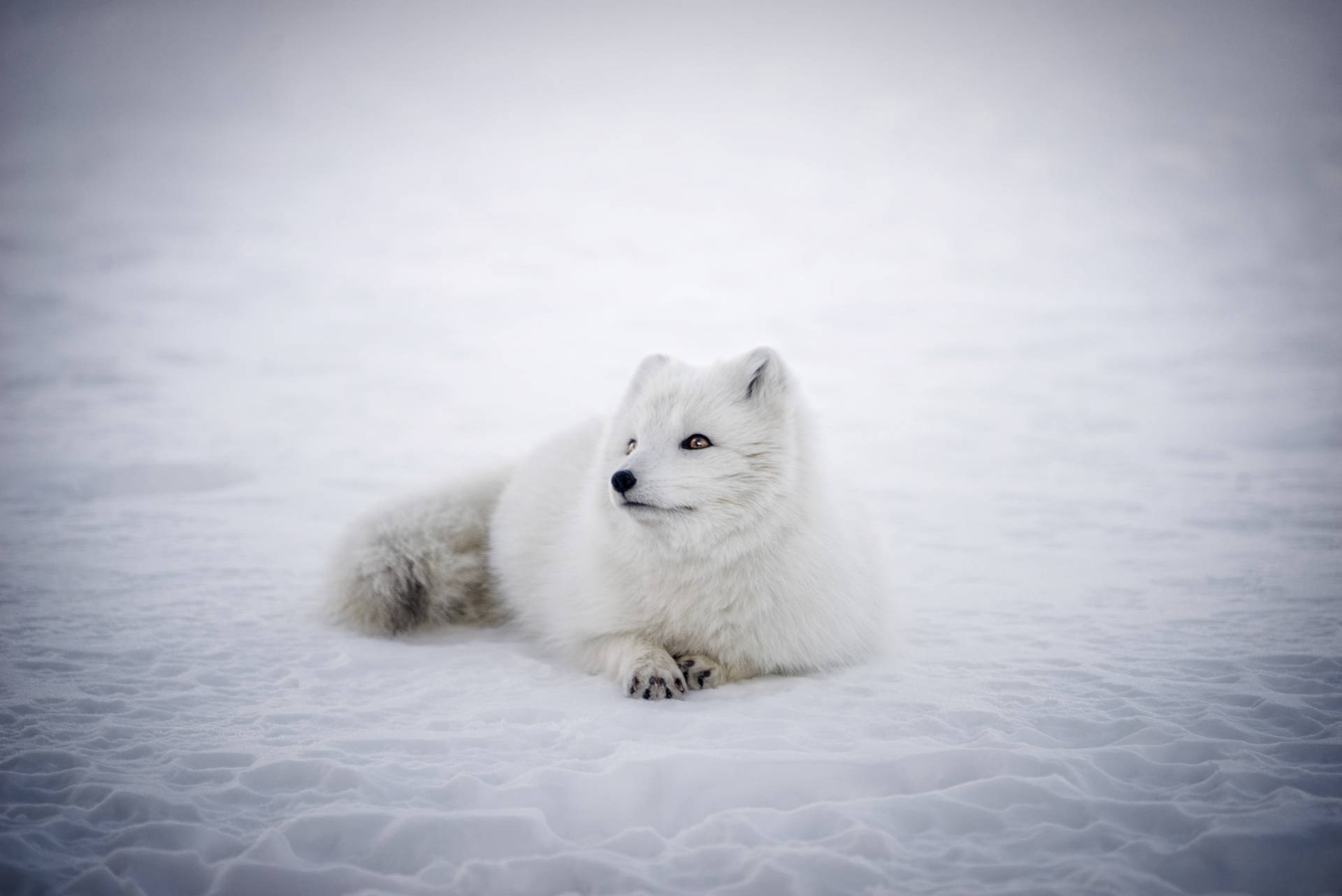 Wondering White Fox On Ice Background