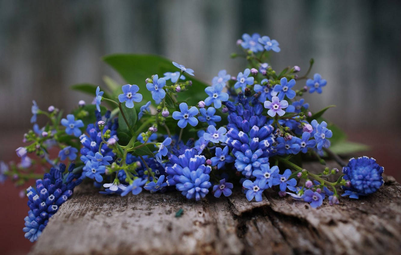 Wood And Forget Me Not Flowers Background