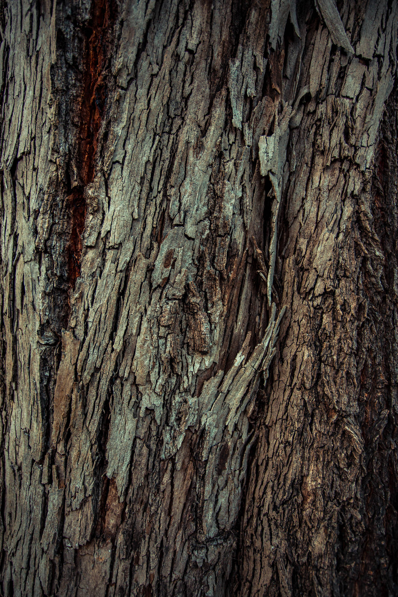 Wood Bark Background