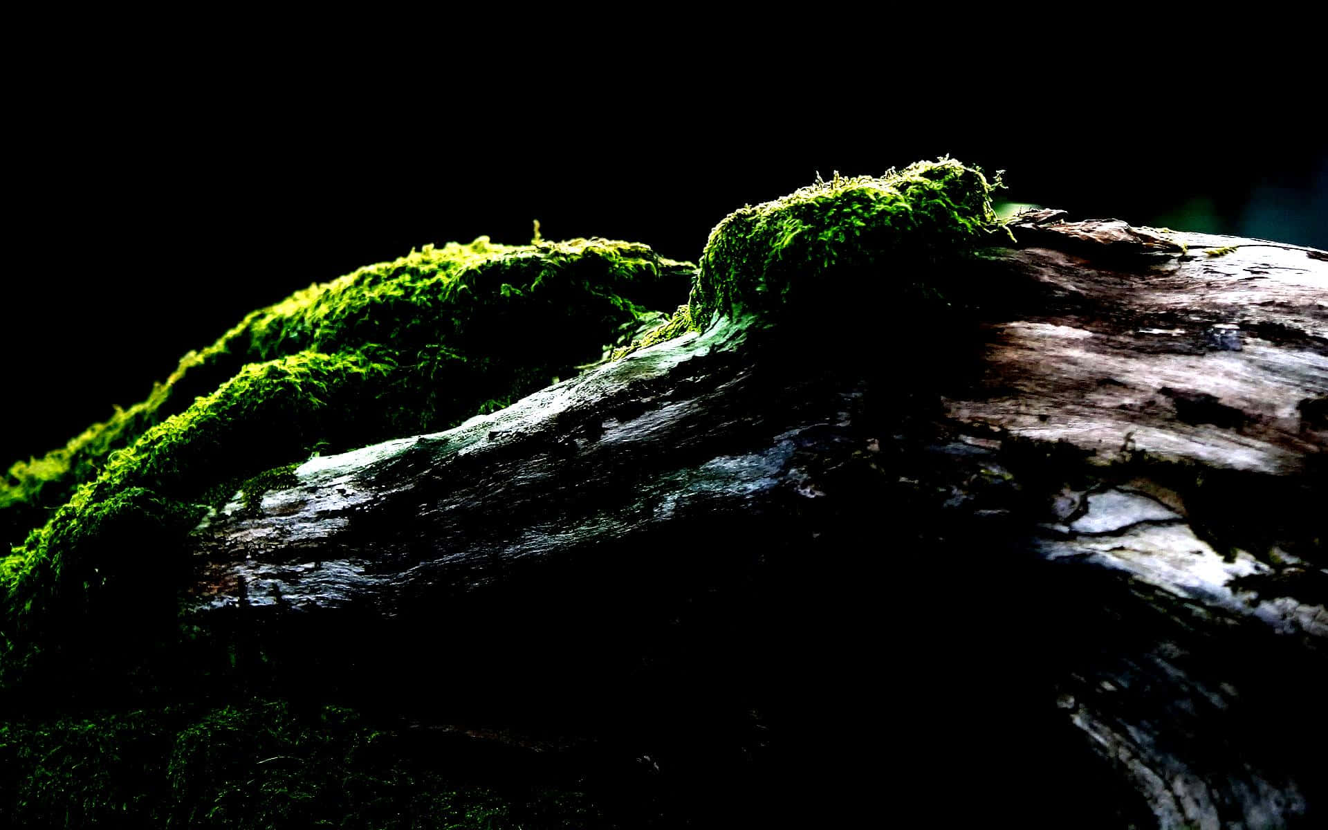 Wood Covered In Moss Oled Monitor Background