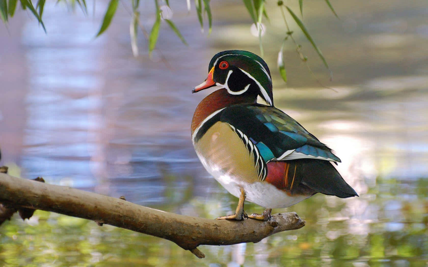 Wood Duck Perched For Duck Hunting Desktop Background