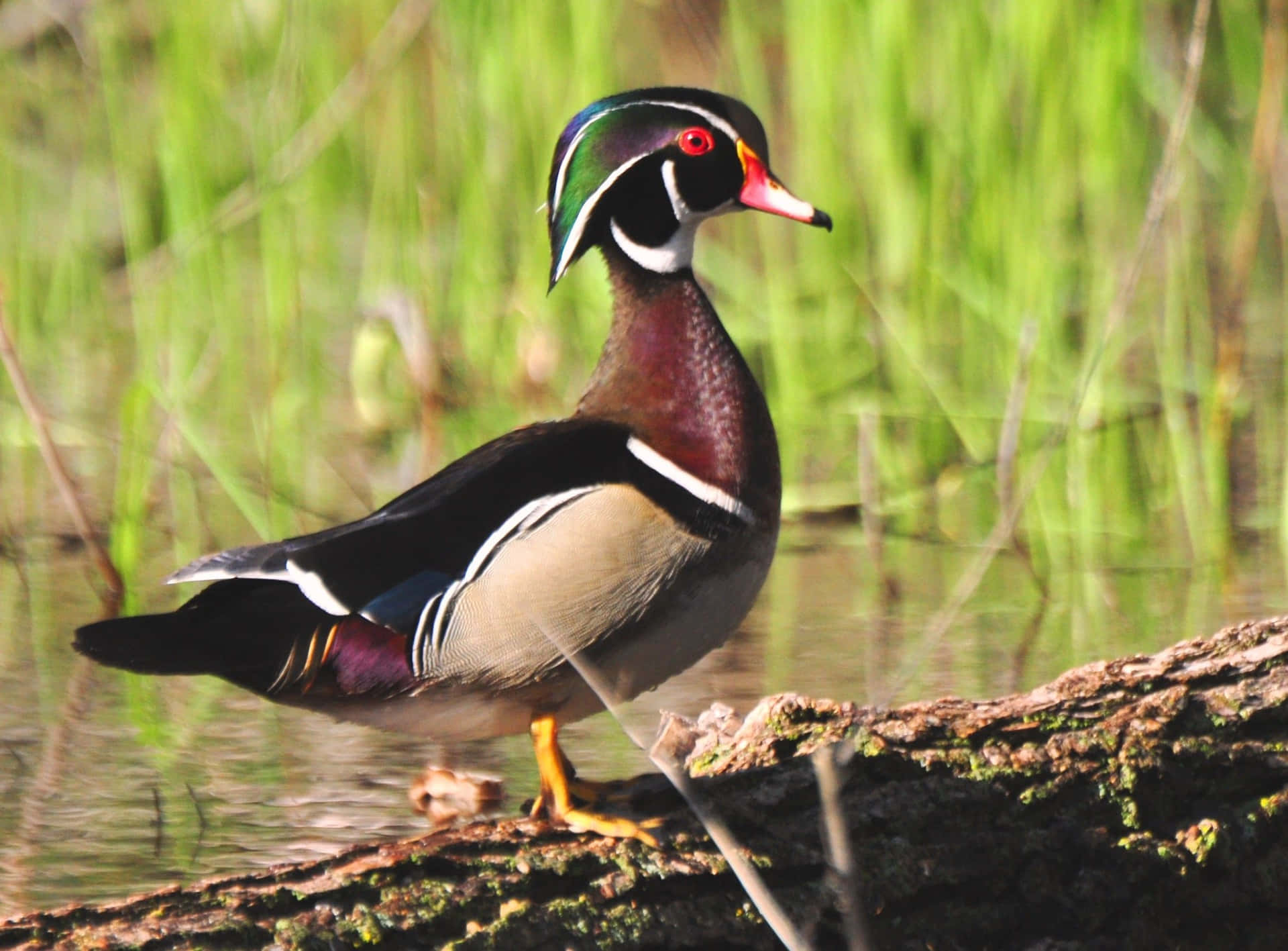 Wood Duck Walking For Duck Hunting Desktop Background