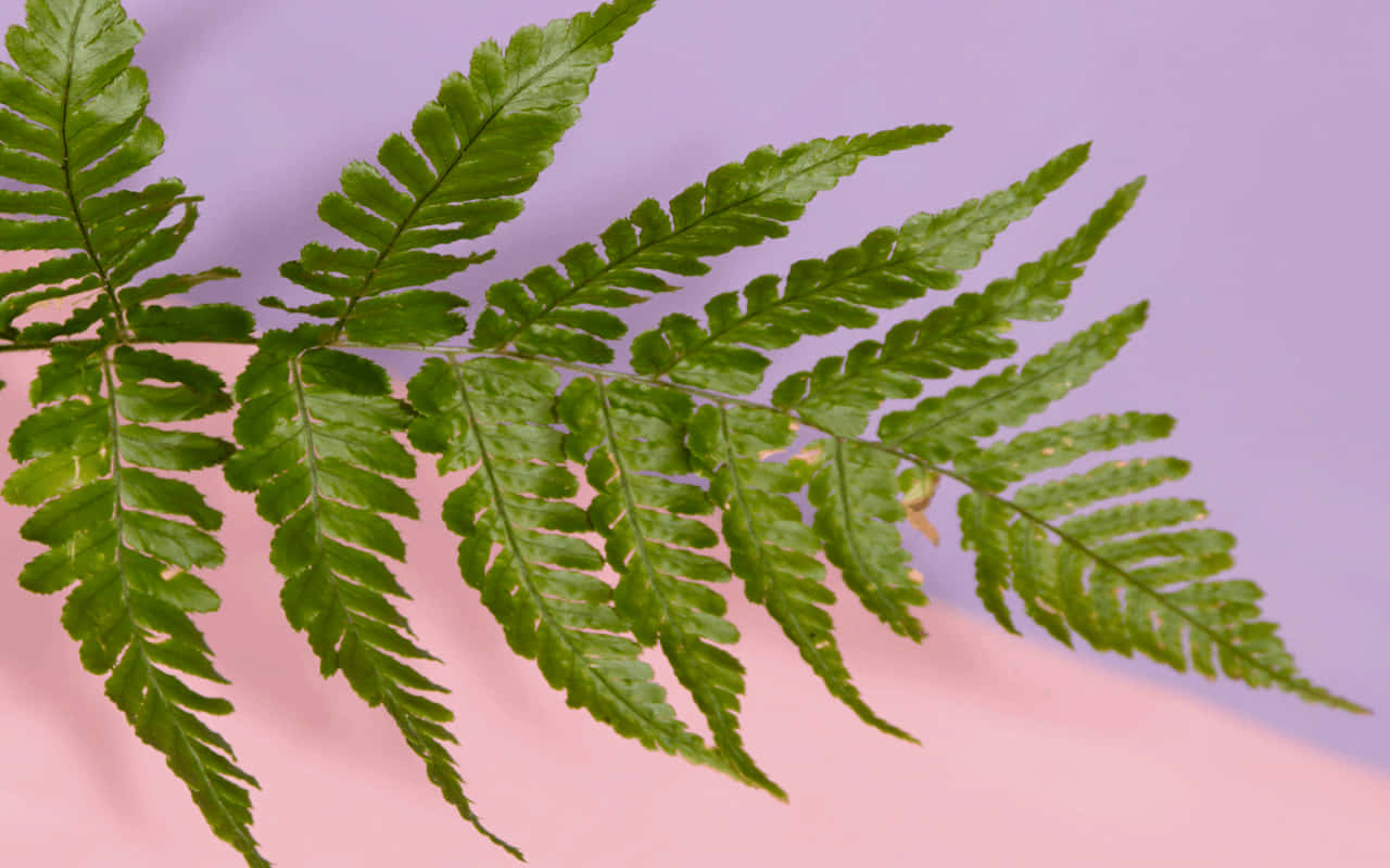 Wood Fern Green Plant Aesthetic Background