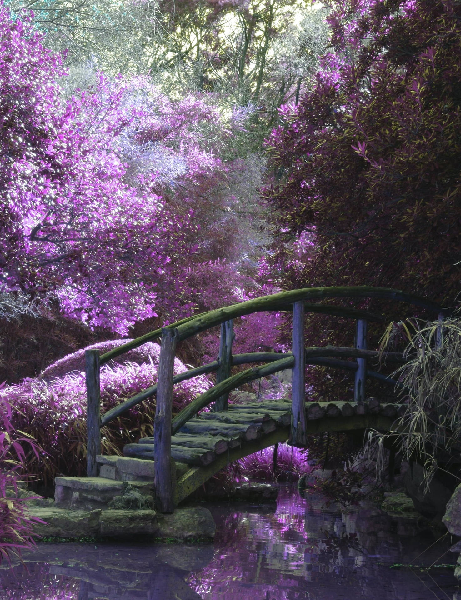 Wooden Bridge And Purple Trees And Flowers Iphone Background