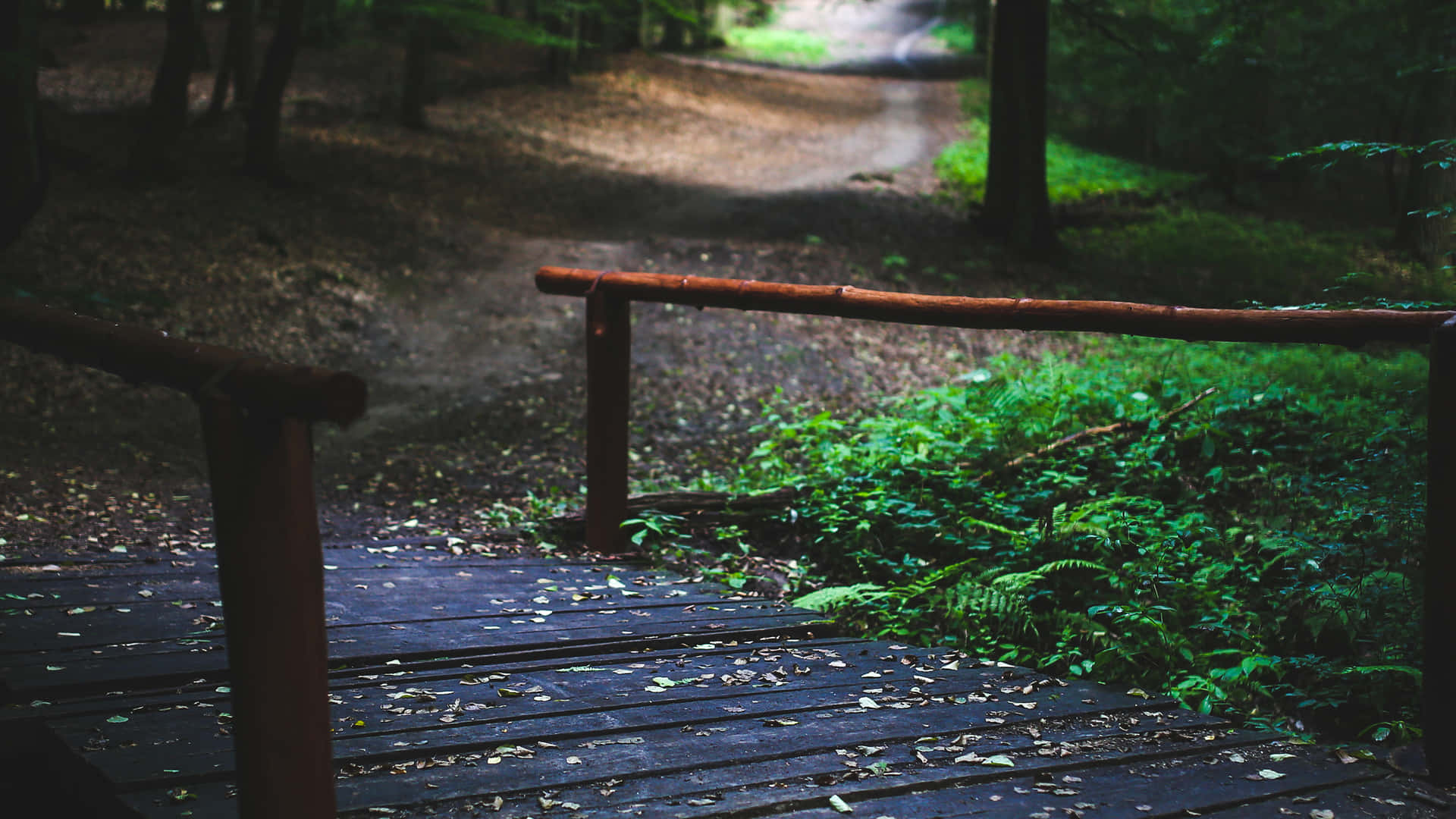 Wooden Bridge In Forest Summer4k Ultra Wide.jpg Background