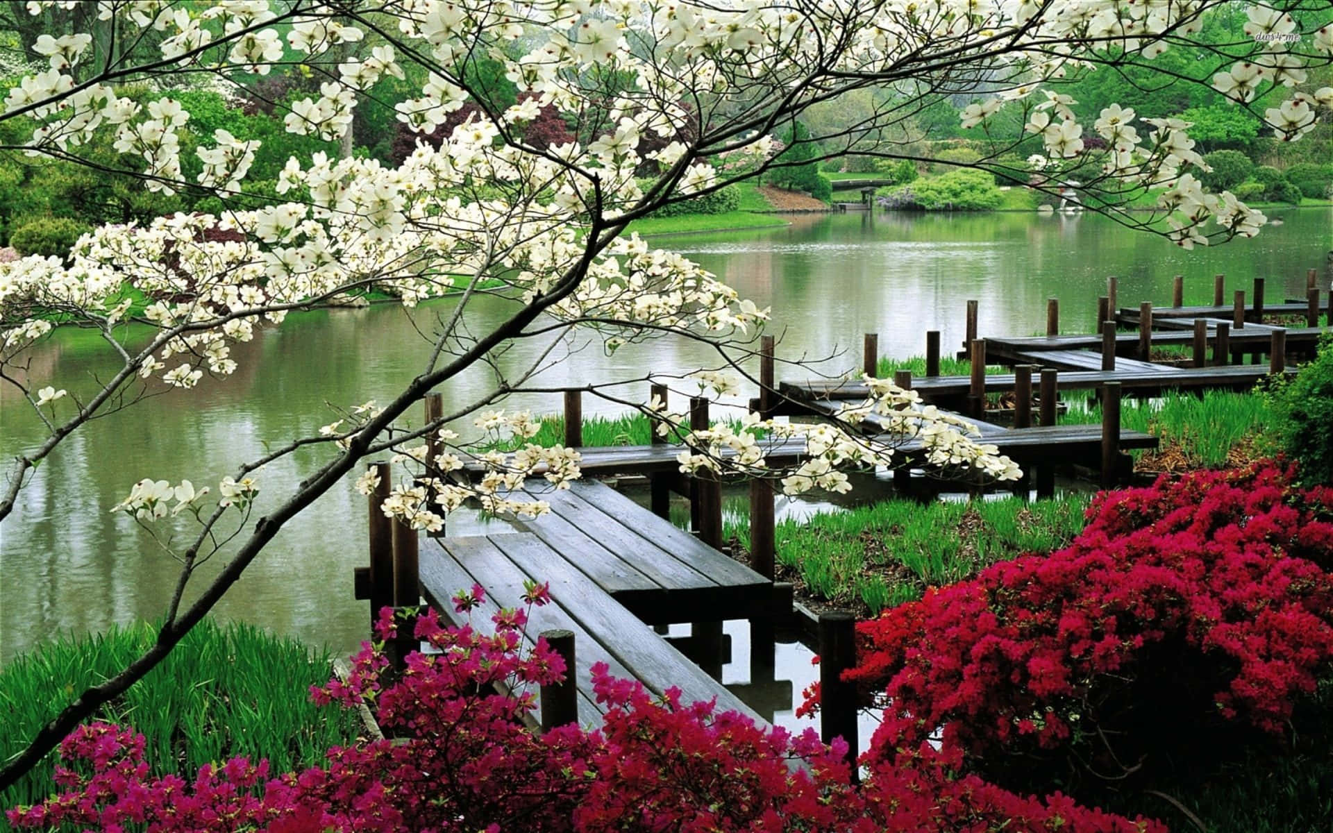 Wooden Bridge With A Cool Japanese Tree