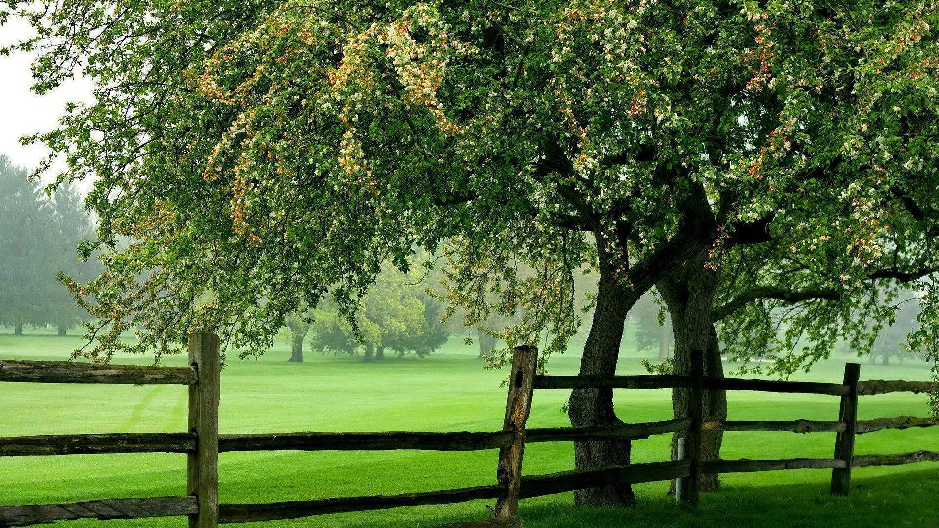 Wooden Fence Among Greenery Background