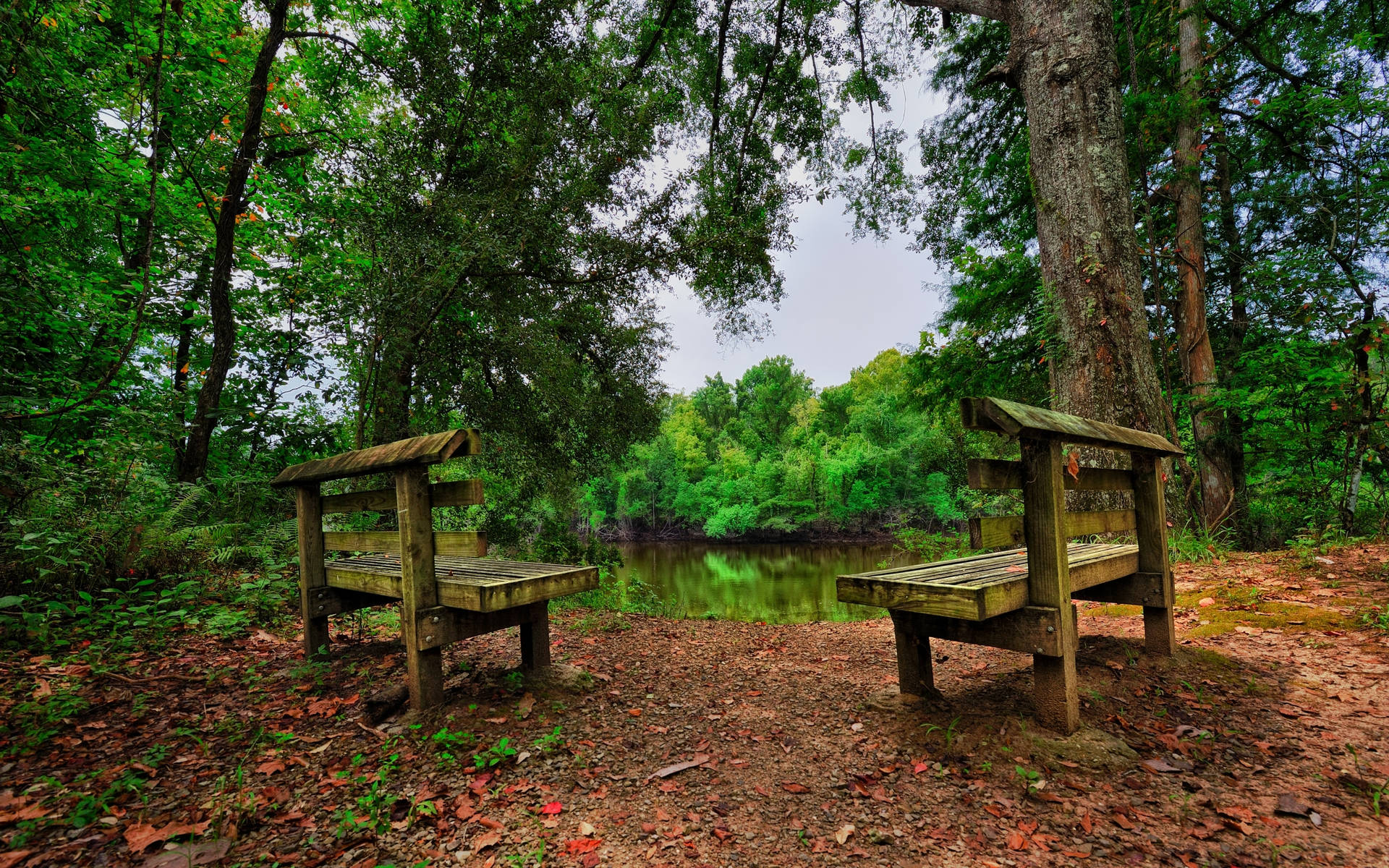 Wooden Forest Benches Background