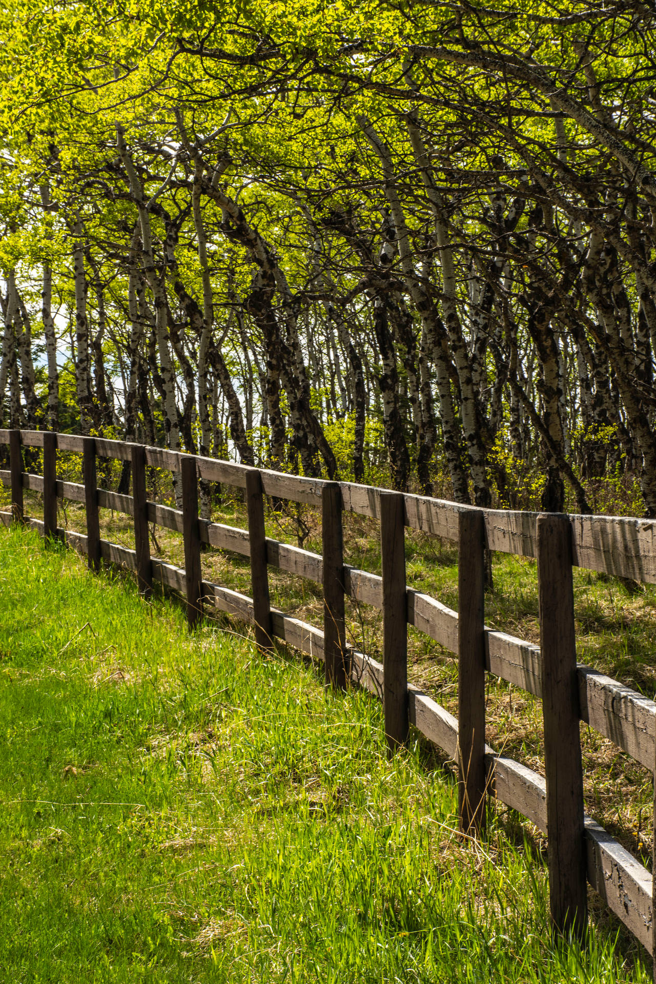 Wooden Park Fence Background