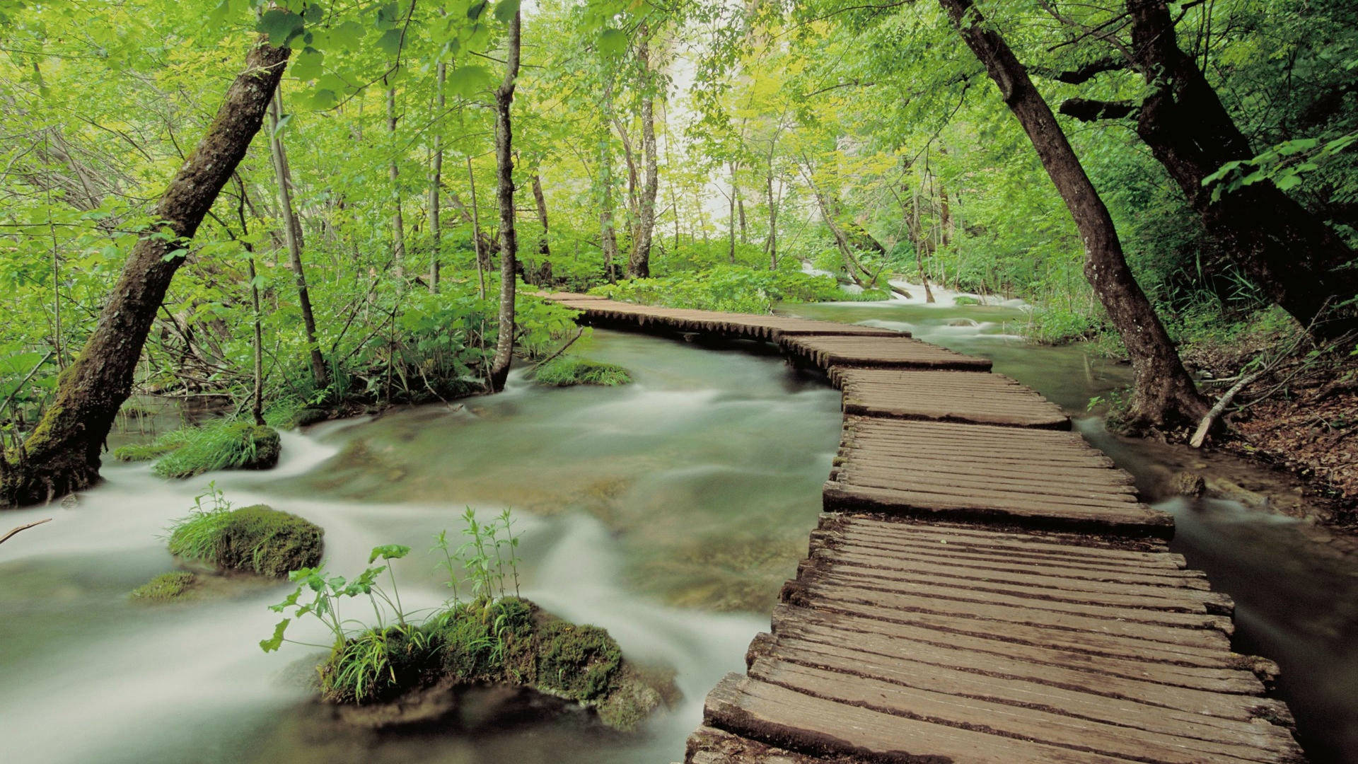 Wooden Path Forest Background Background