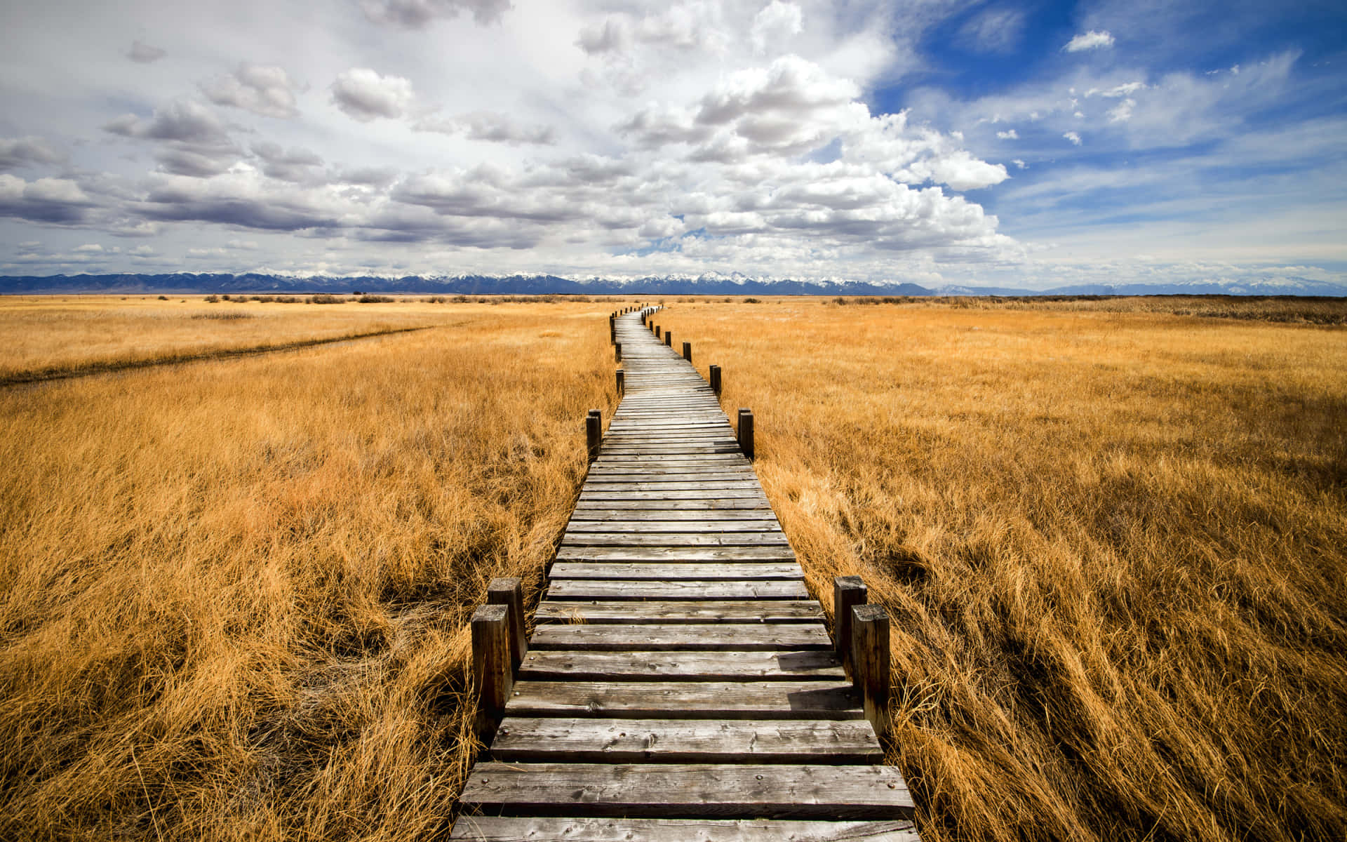 Wooden Path In A Field Background