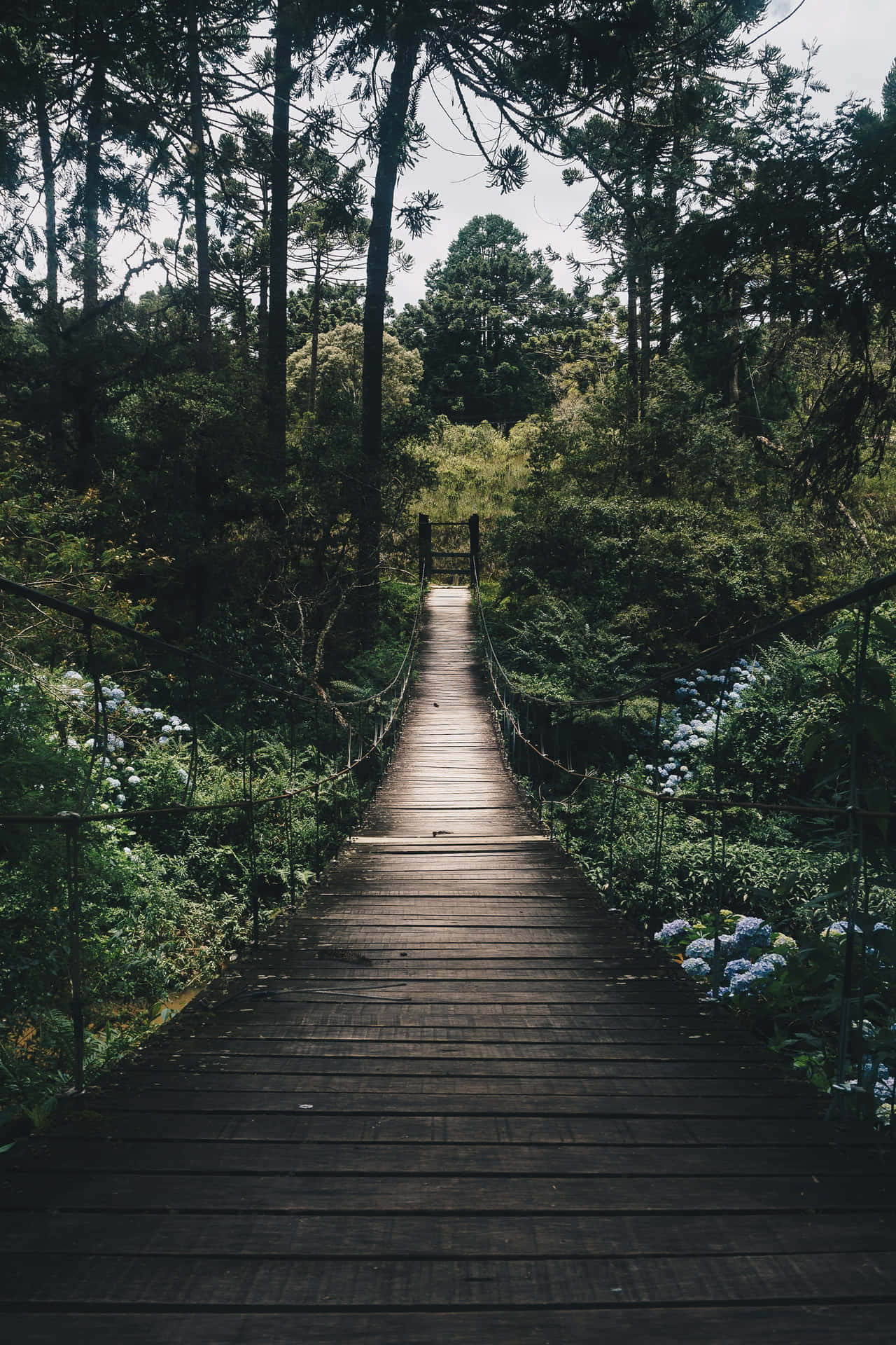 Wooden Path Nature Phone Background