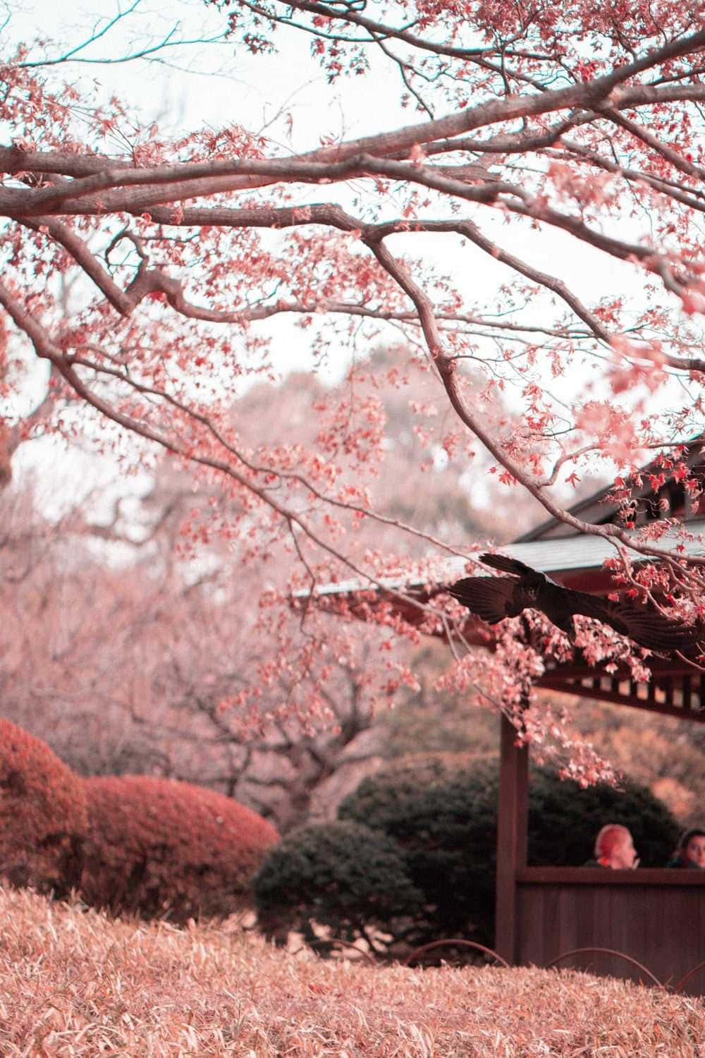 Wooden Pavilion With Cool Japanese Tree Branches