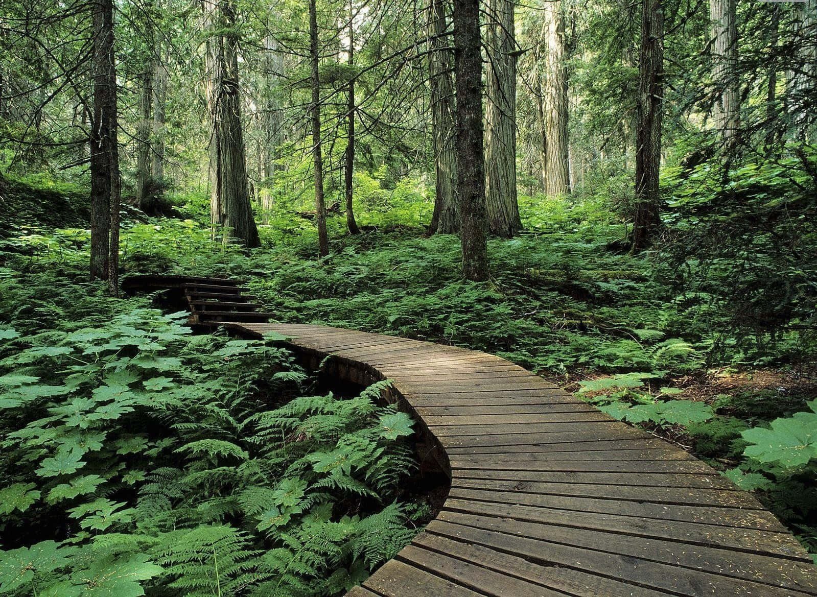 Wooden Trail In Green Forest Desktop Background
