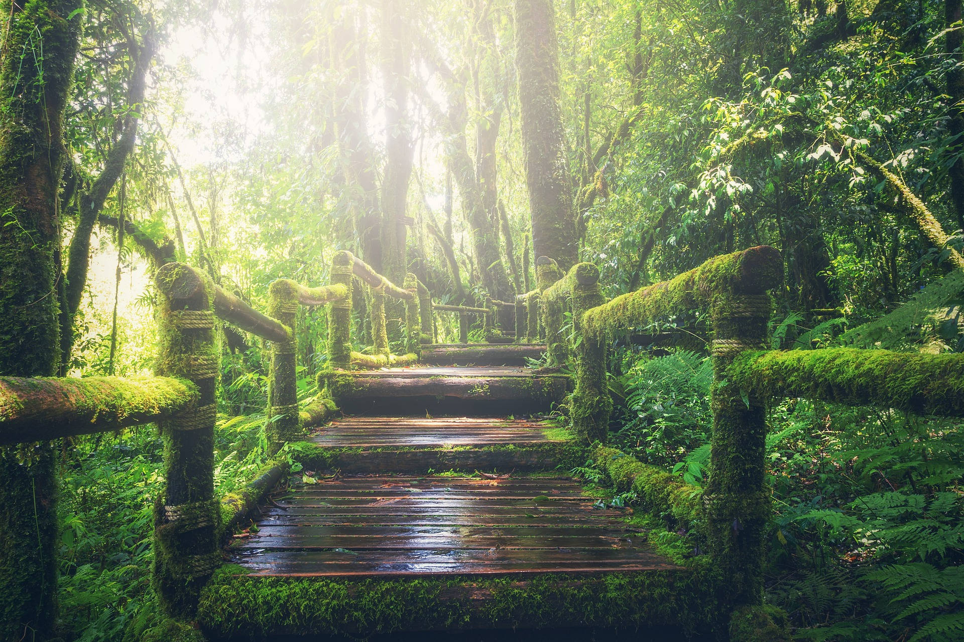 Wooden Walkway In The Woods Background