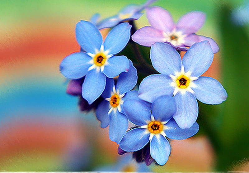 Woodland Forget Me Not Flowers Background