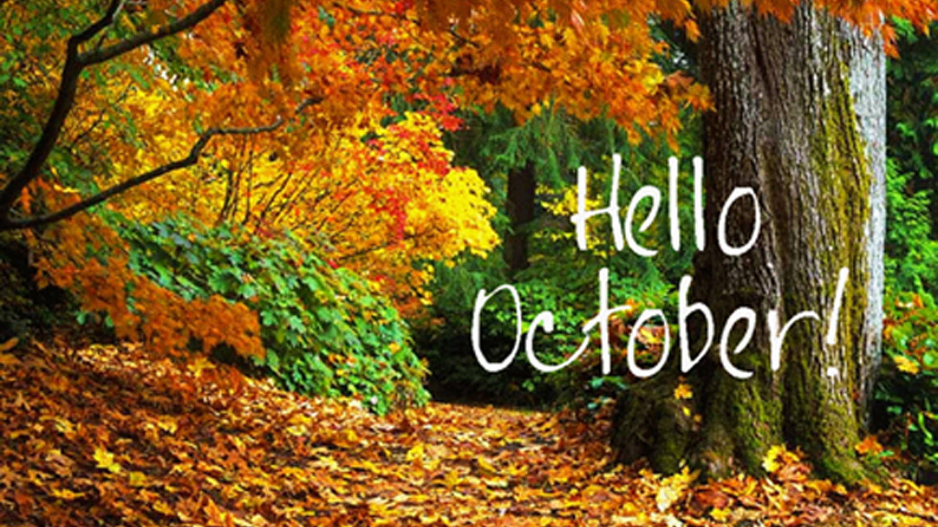 Woodland In Autumn Hello October Background