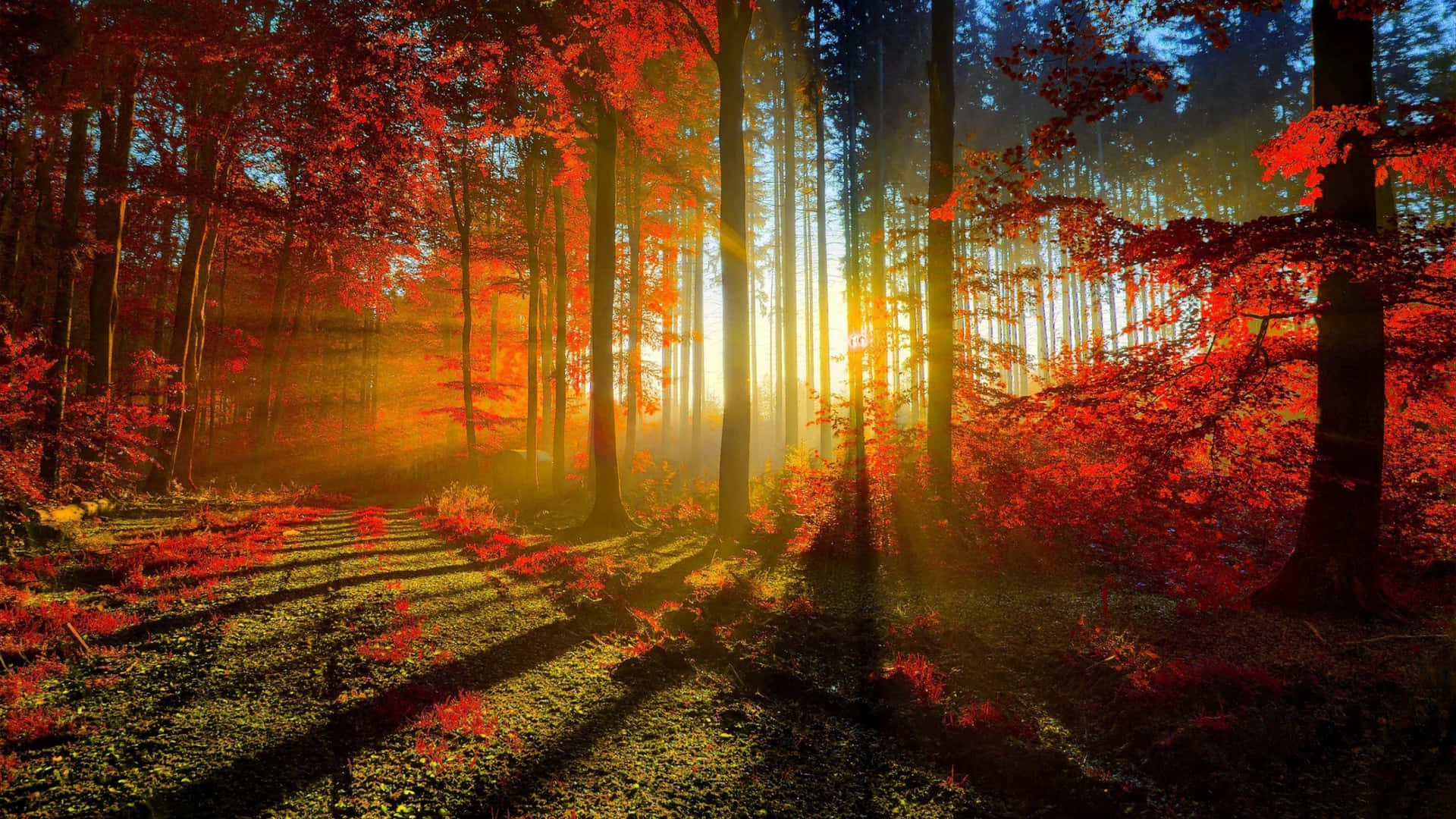 Woodland In Autumn With Sun Rays