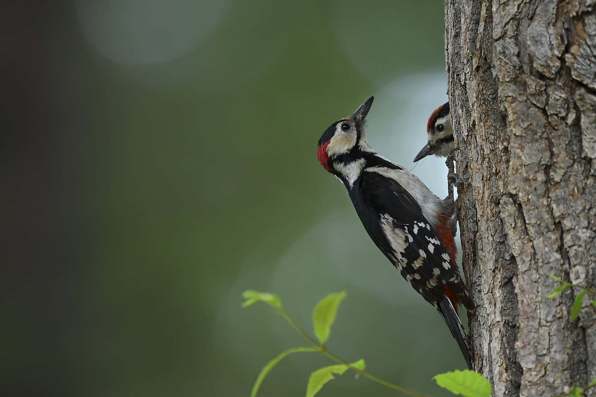 Woodpecker Mother Bird And Baby Background