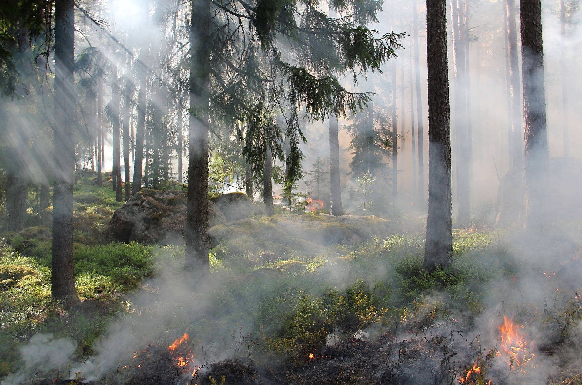 Woods Burning Wildfire Background