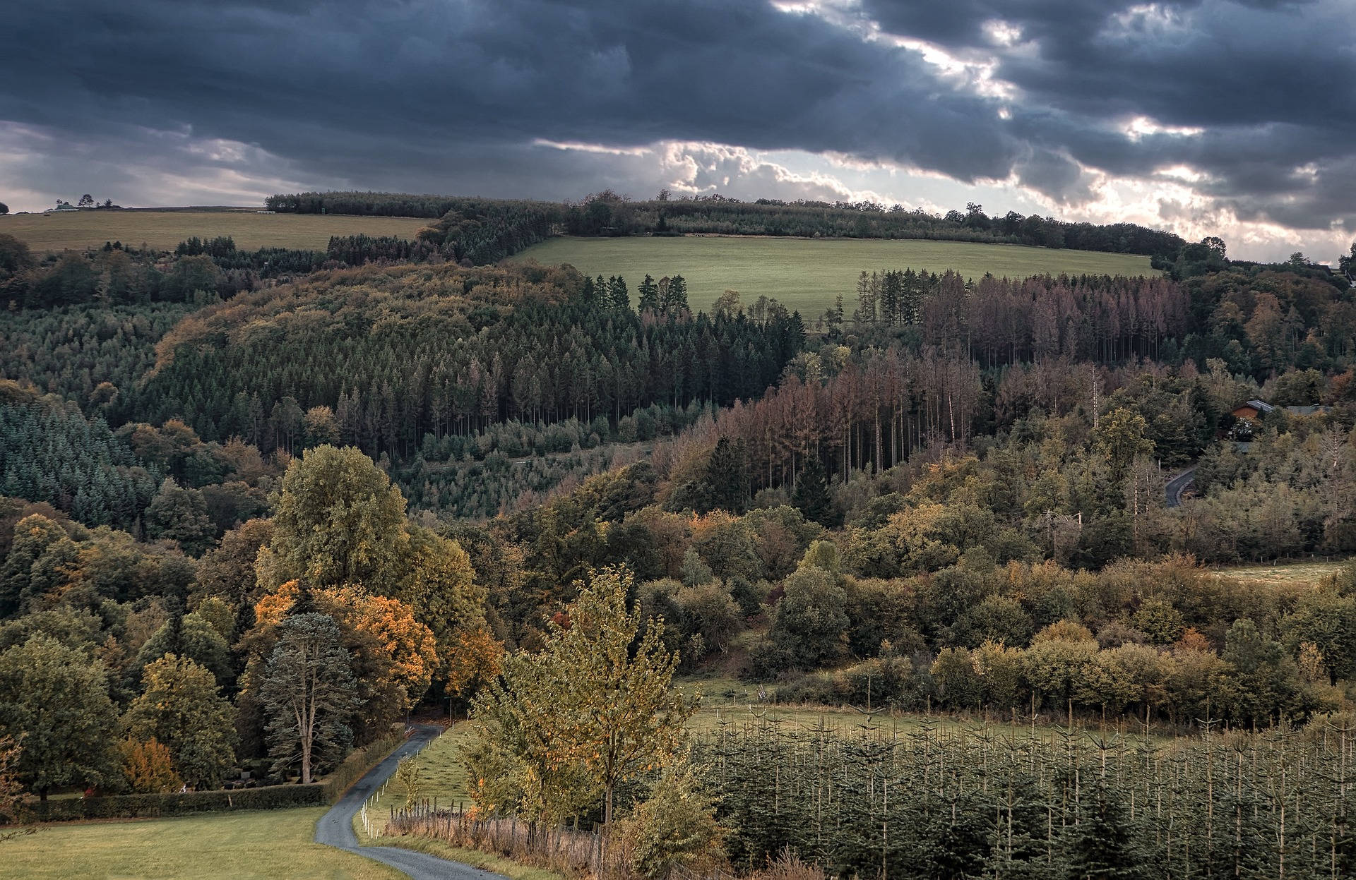 Woods In The Countryside