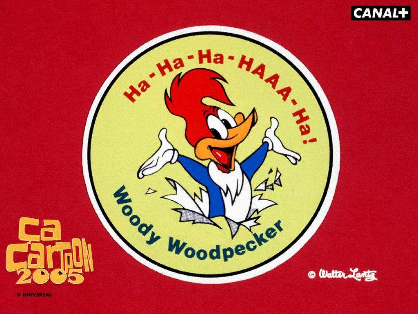 Woody Woodpecker Hd Wallpaper And Background Image Background