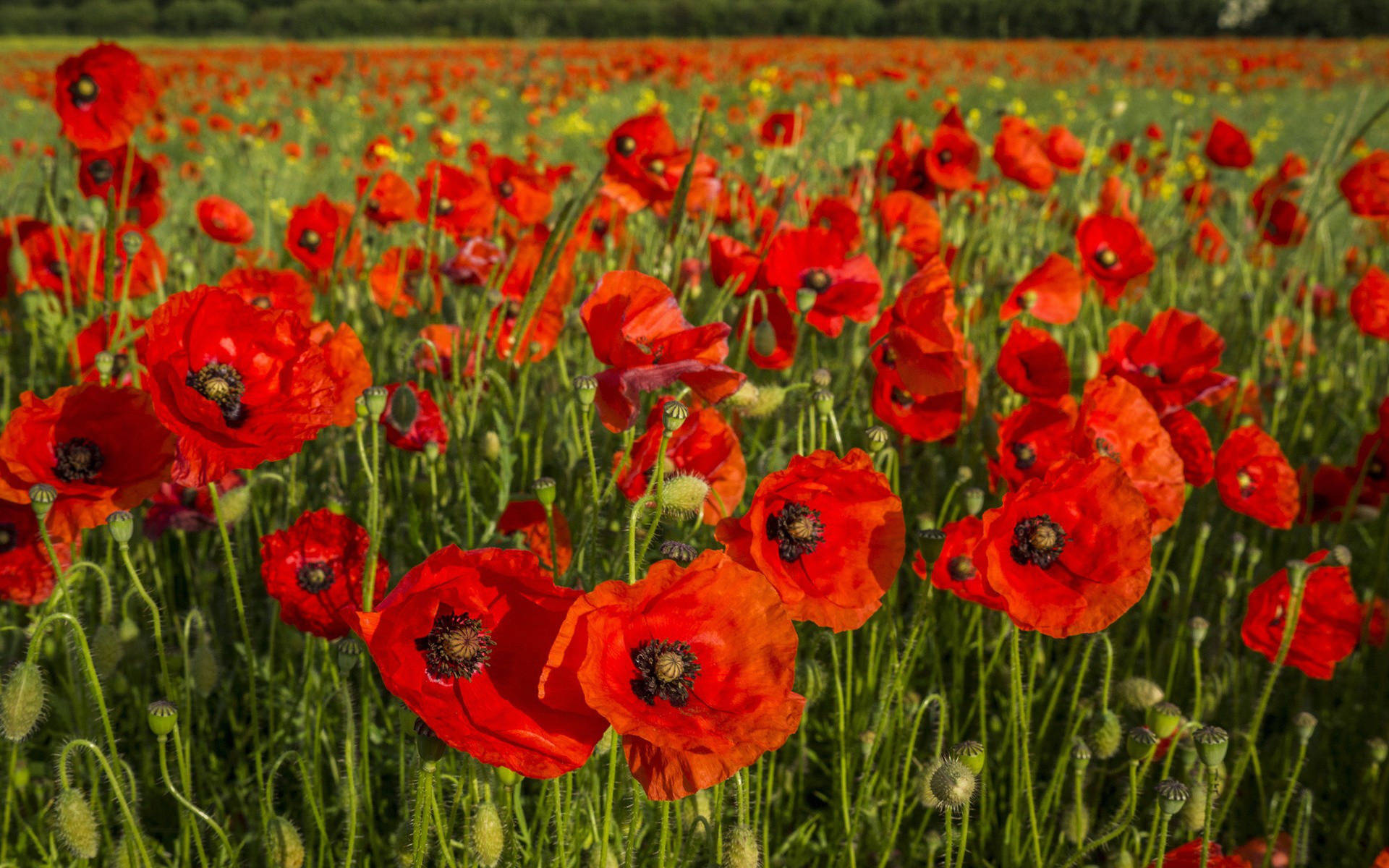 Worcestershire Poppy Field Background