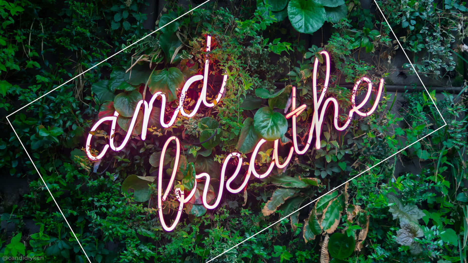 Work From Home In Style With A Plant Aesthetic Laptop Background
